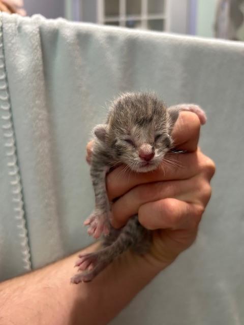 Loretta *In Foster*, Adoptable, Kitten Female American Shorthair.