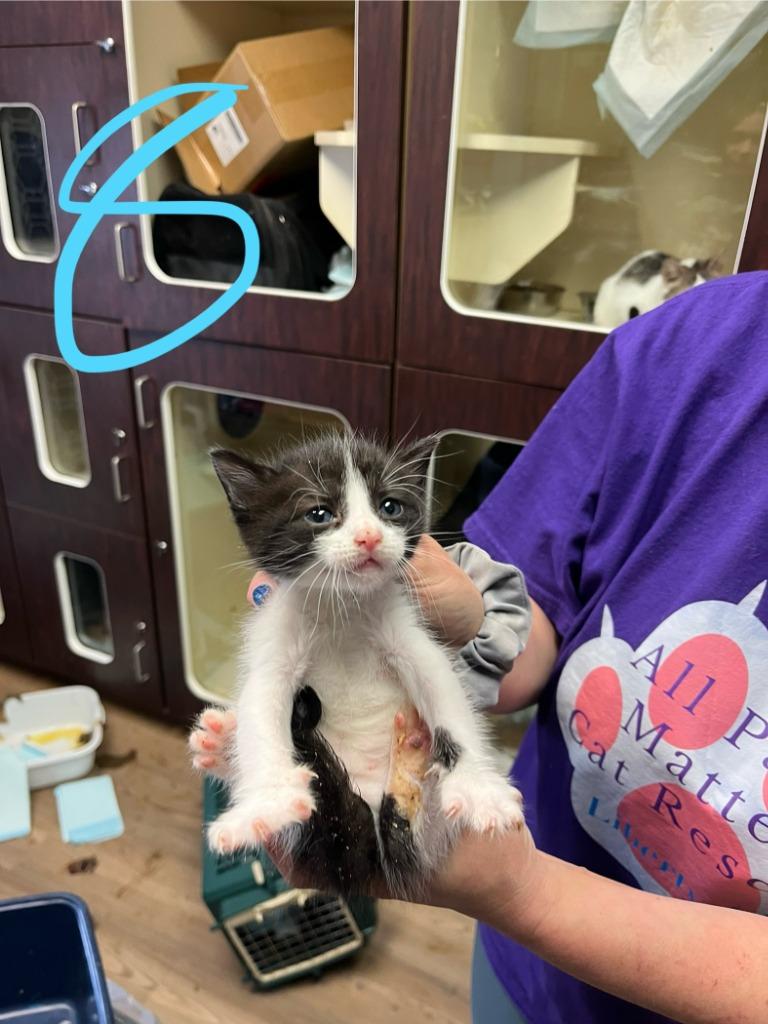 Gallagher, Adopted, Young Male Domestic Short Hair.