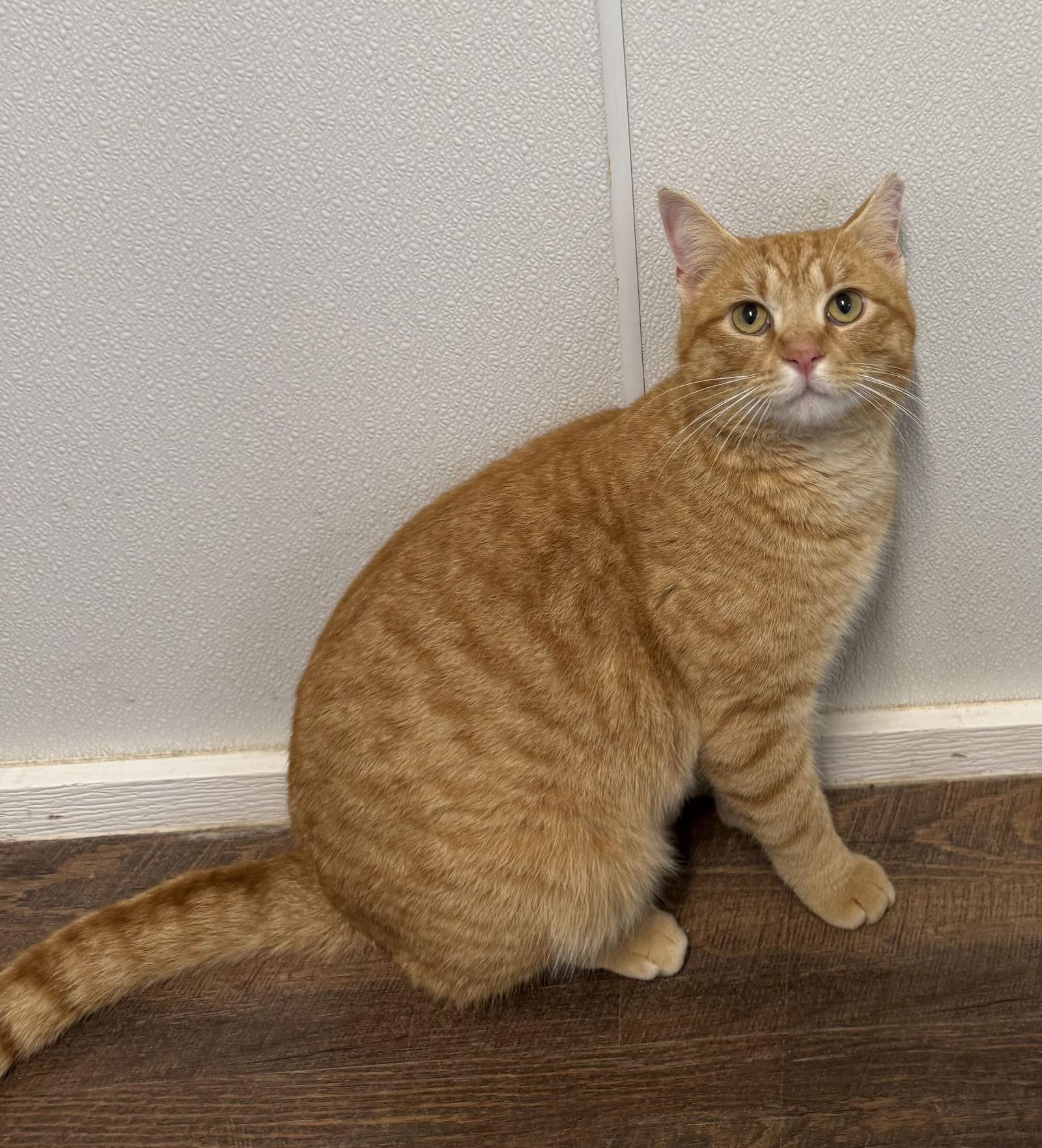 Enlarge Mittens, a Adopted Domestic Short Hair in Bolivia, NC image 1/1