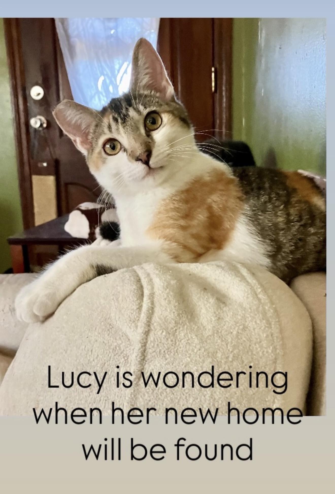 Enlarge Lucy , a Adoptable Torbie in Bell Gardens, CA image 3/3