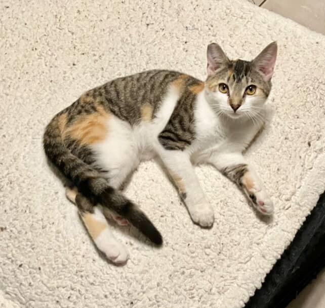 Lucy , Adoptable, Kitten Female Torbie.