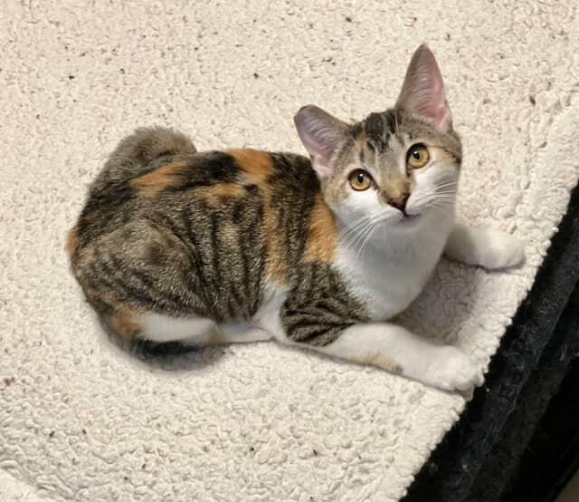 Enlarge Lucy , a Adoptable Torbie in Bell Gardens, CA image 2/3