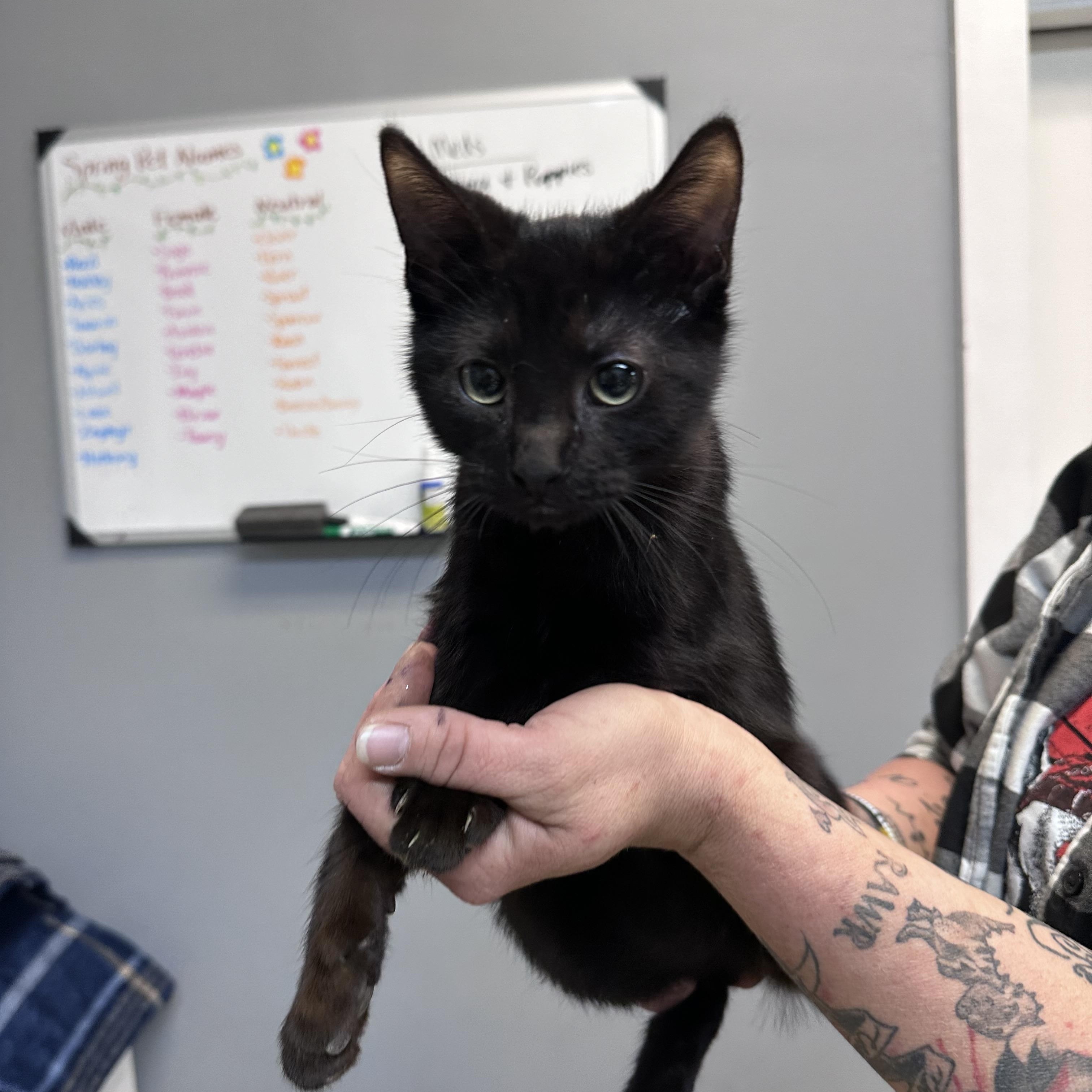 Taco, adopted, Young Male Domestic Short Hair.