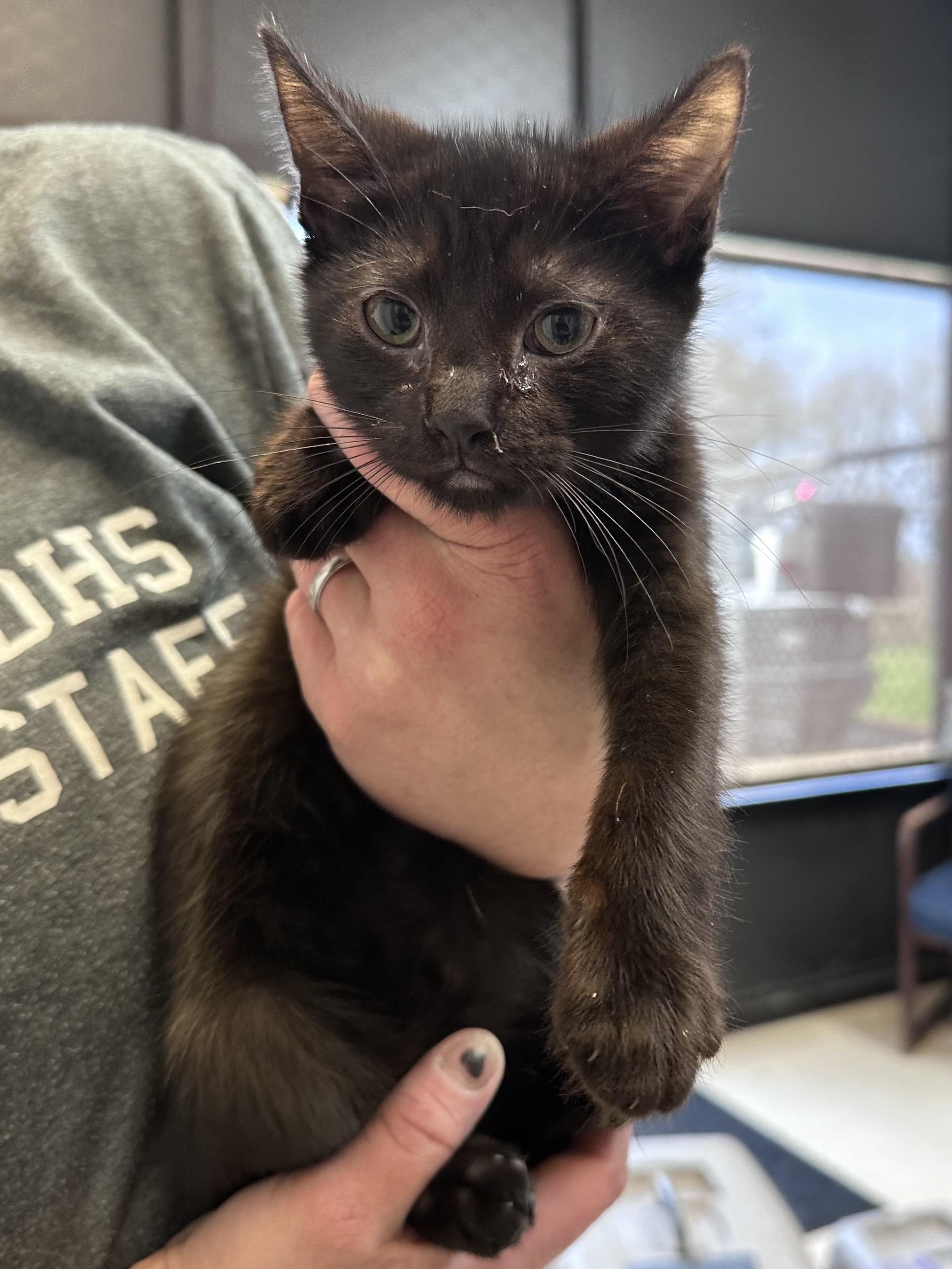 Enlarge Taco, an adopted Domestic Short Hair in Dyersburg, TN image 2/2