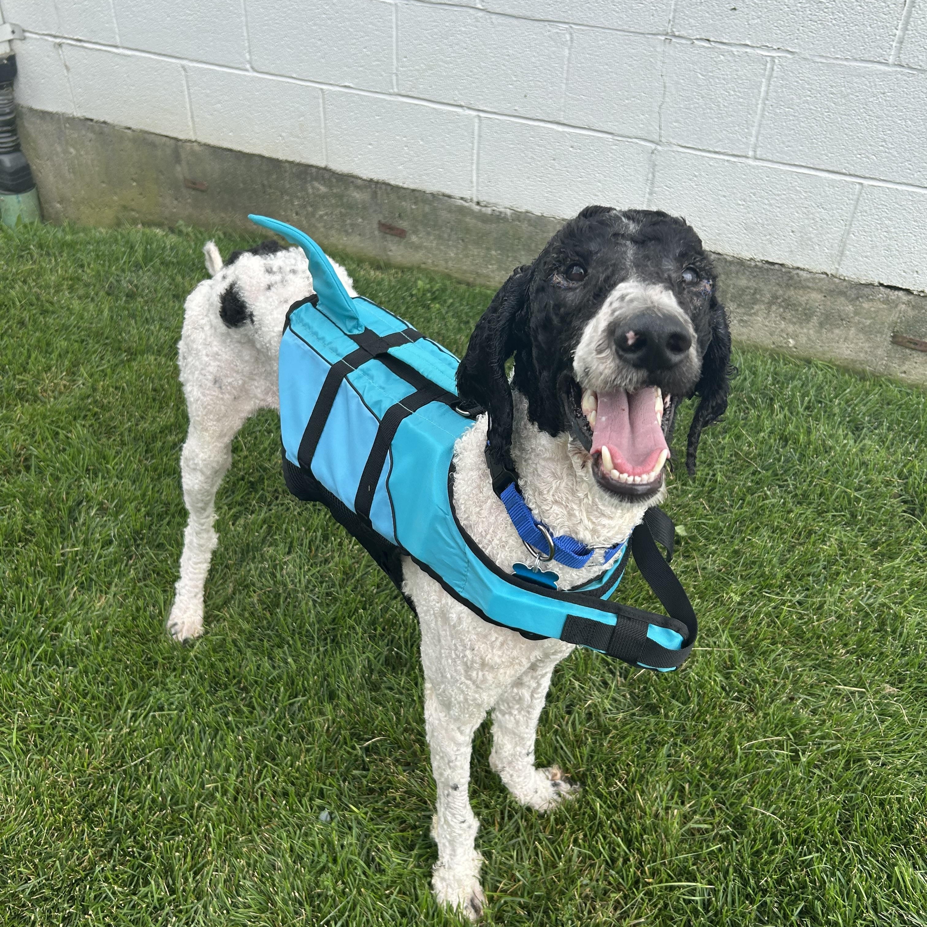 Maxwell, a Adoptable Standard Poodle in Naperville, IL image 2/4