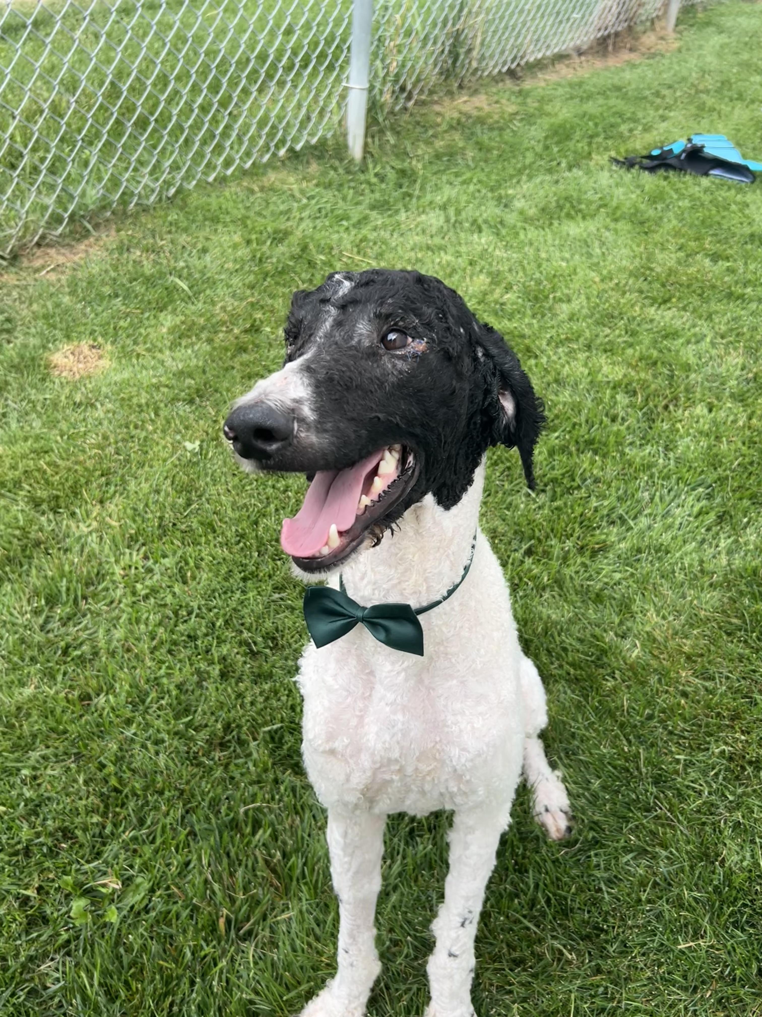 Maxwell, a Adoptable Standard Poodle in Naperville, IL image 4/4