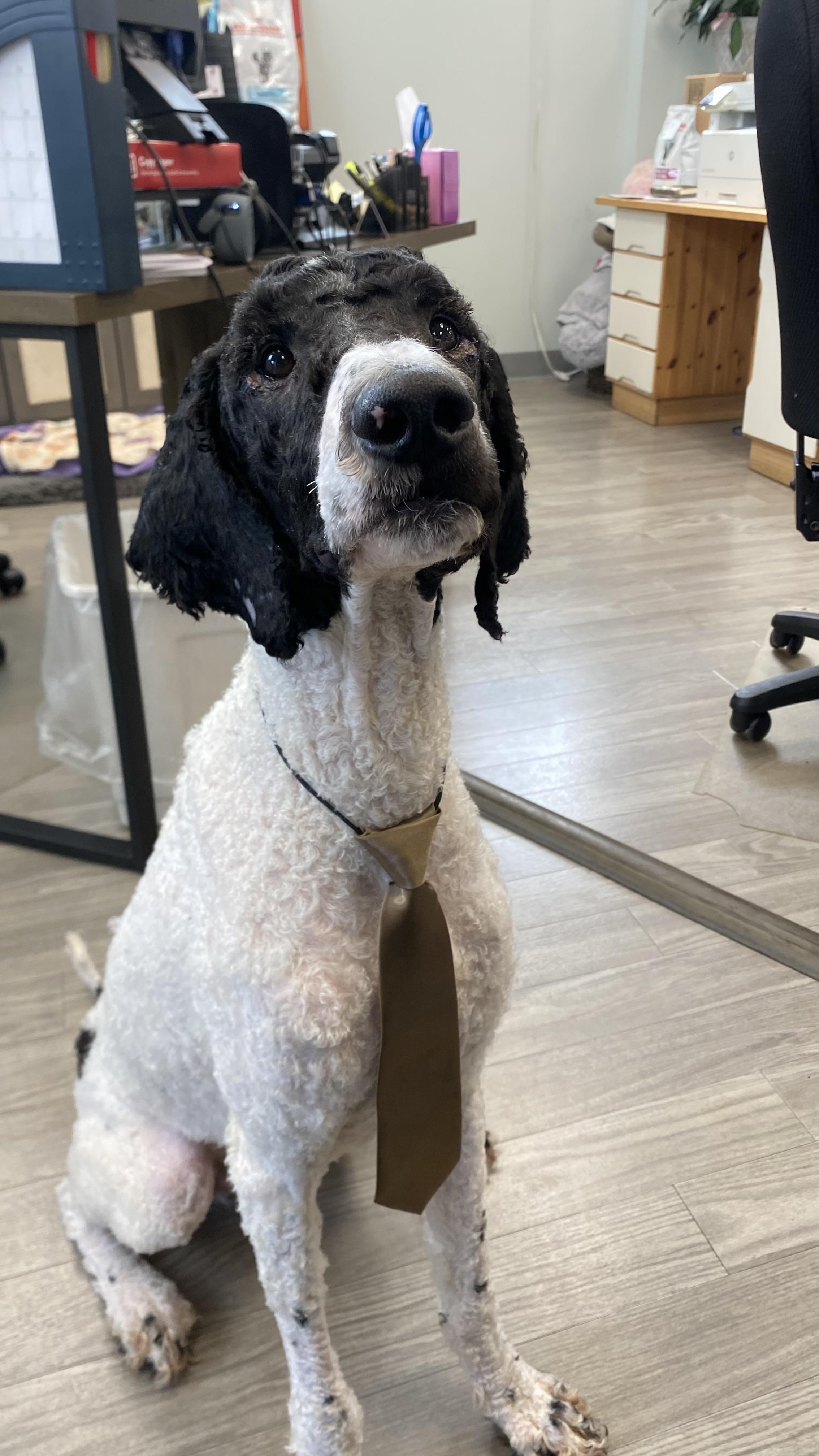 Maxwell, a Adoptable Standard Poodle in Naperville, IL image 3/4