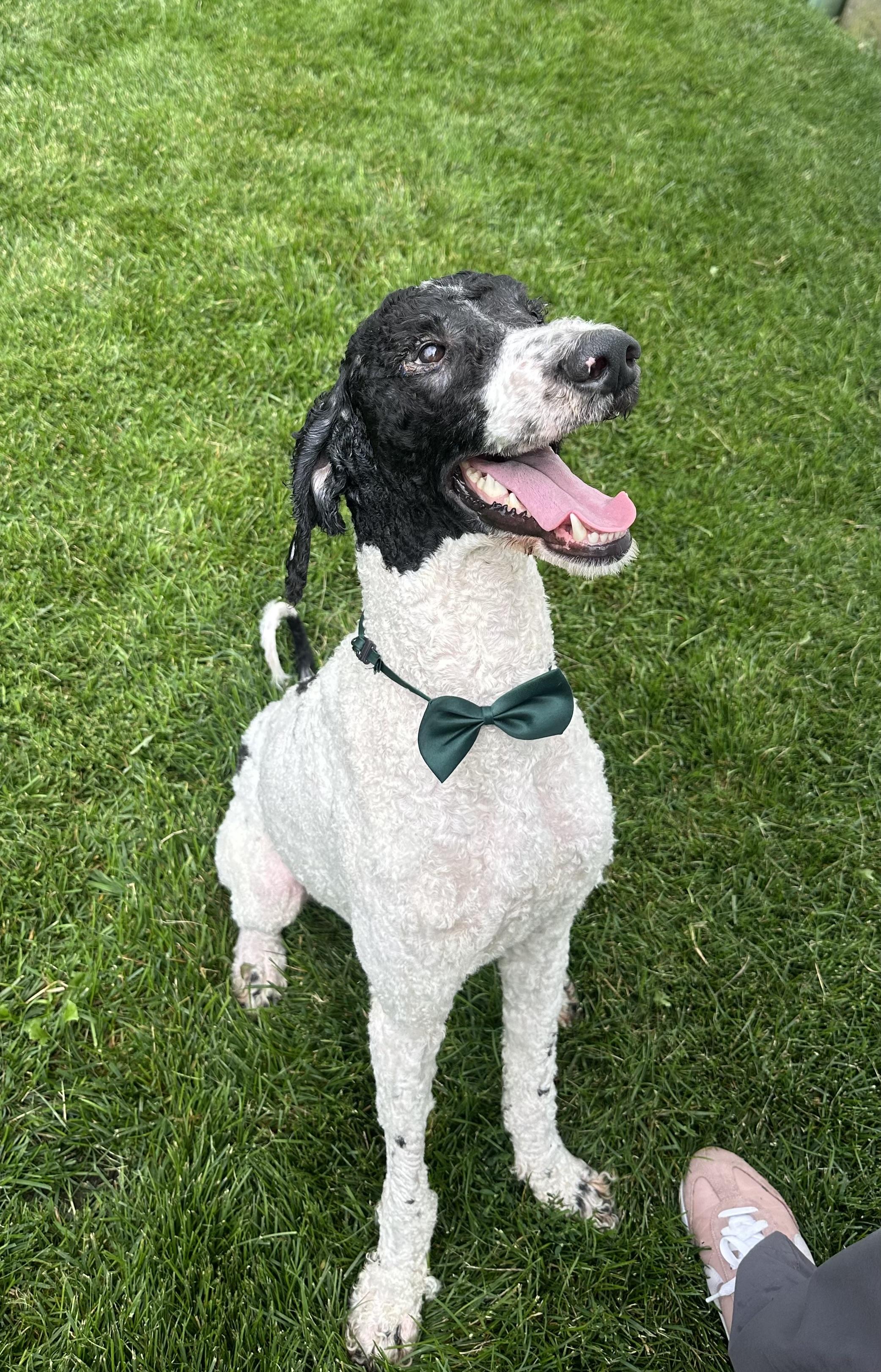 Maxwell, a Adoptable Standard Poodle in Naperville, IL image 1/4