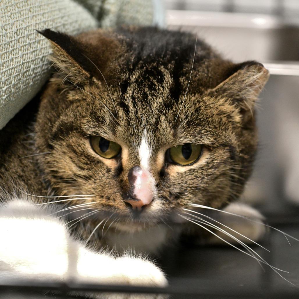 Whiskey — thumbnail 2