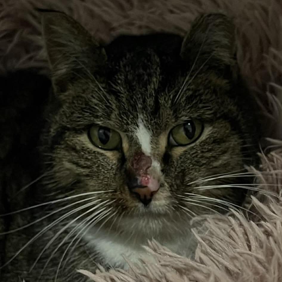 Whiskey — thumbnail 3