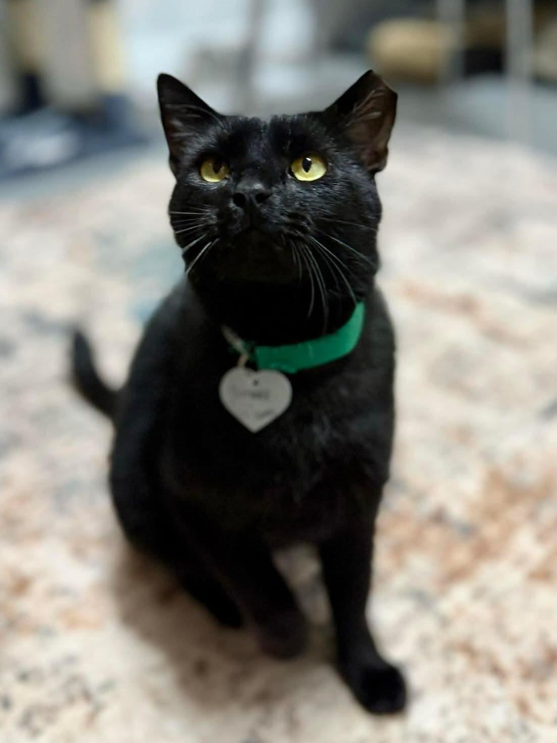 Enlarge Samuel L Jackson, a ADOPTABLE Domestic Short Hair in Johnson City, TN image 2/5