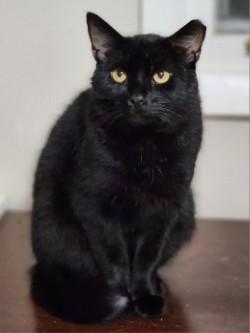 Enlarge Samuel L Jackson, a ADOPTABLE Domestic Short Hair in Johnson City, TN image 3/5