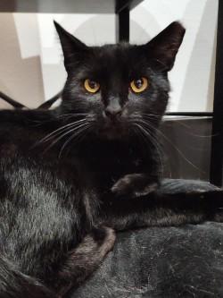 Enlarge Samuel L Jackson, a ADOPTABLE Domestic Short Hair in Johnson City, TN image 4/5