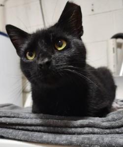 Enlarge Samuel L Jackson, a ADOPTABLE Domestic Short Hair in Johnson City, TN image 5/5