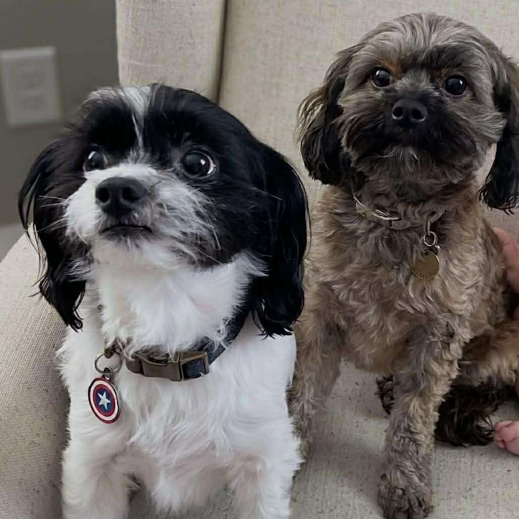 Bucky and Honey Rae, ADOPTABLE, Adult Female Miniature Poodle & Cavalier King Charles Spaniel.