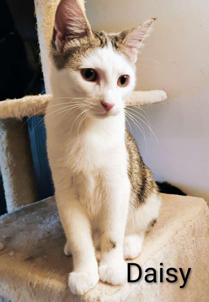 Daisy, Adoptable, Kitten Female Domestic Medium Hair.