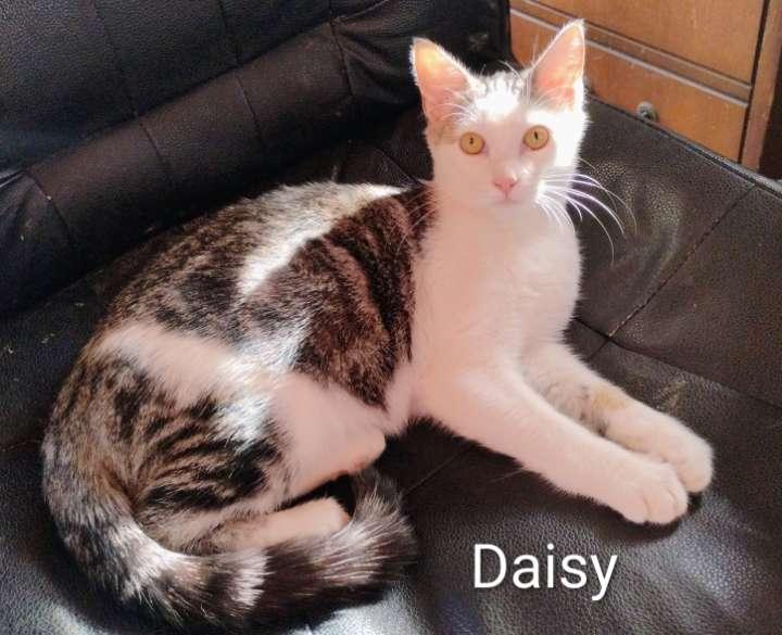 Daisy, a Adoptable Domestic Medium Hair in Laramie, WY image 3/3