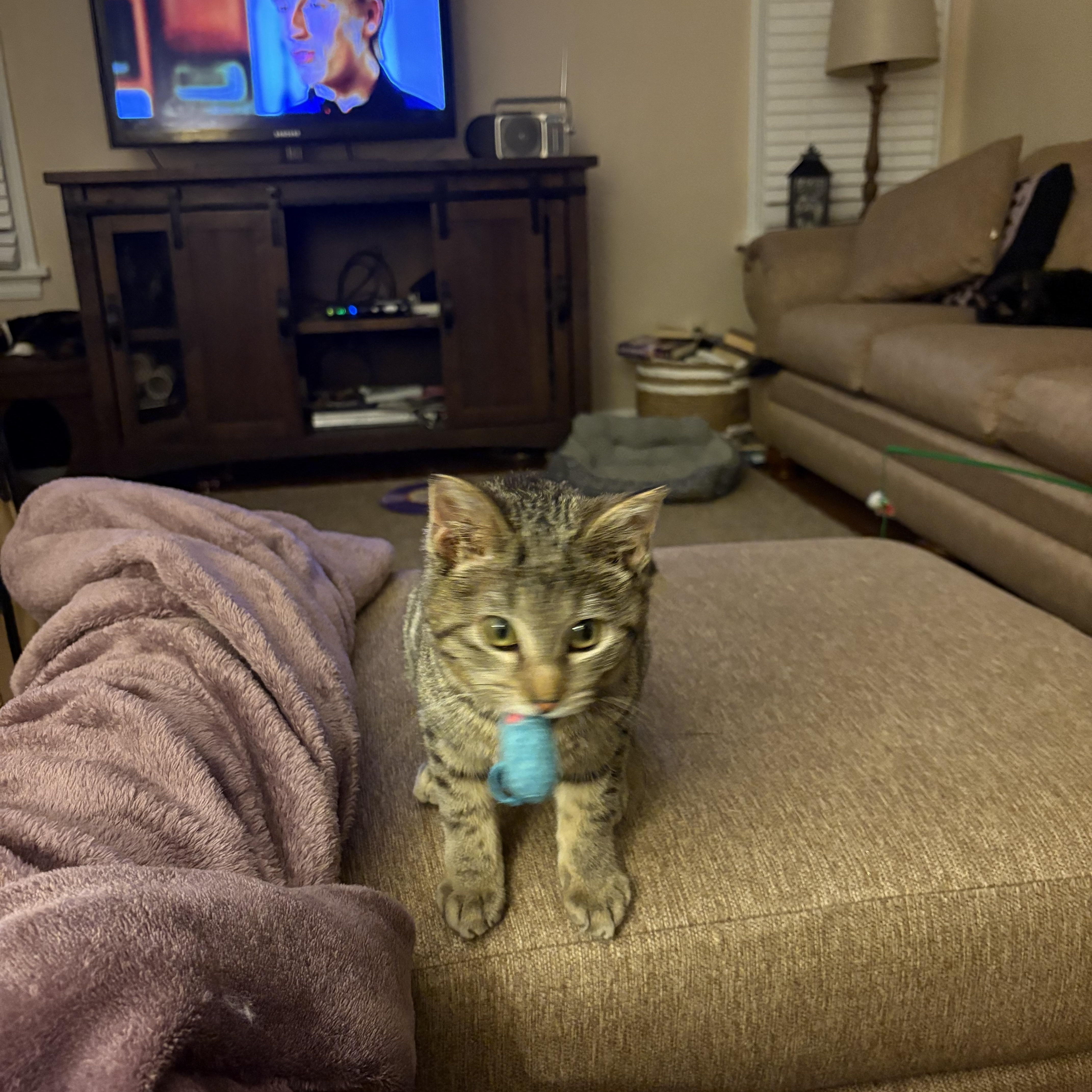 Enlarge Jolly, a ADOPTABLE mixed breed in Cleveland, OH image 6/6