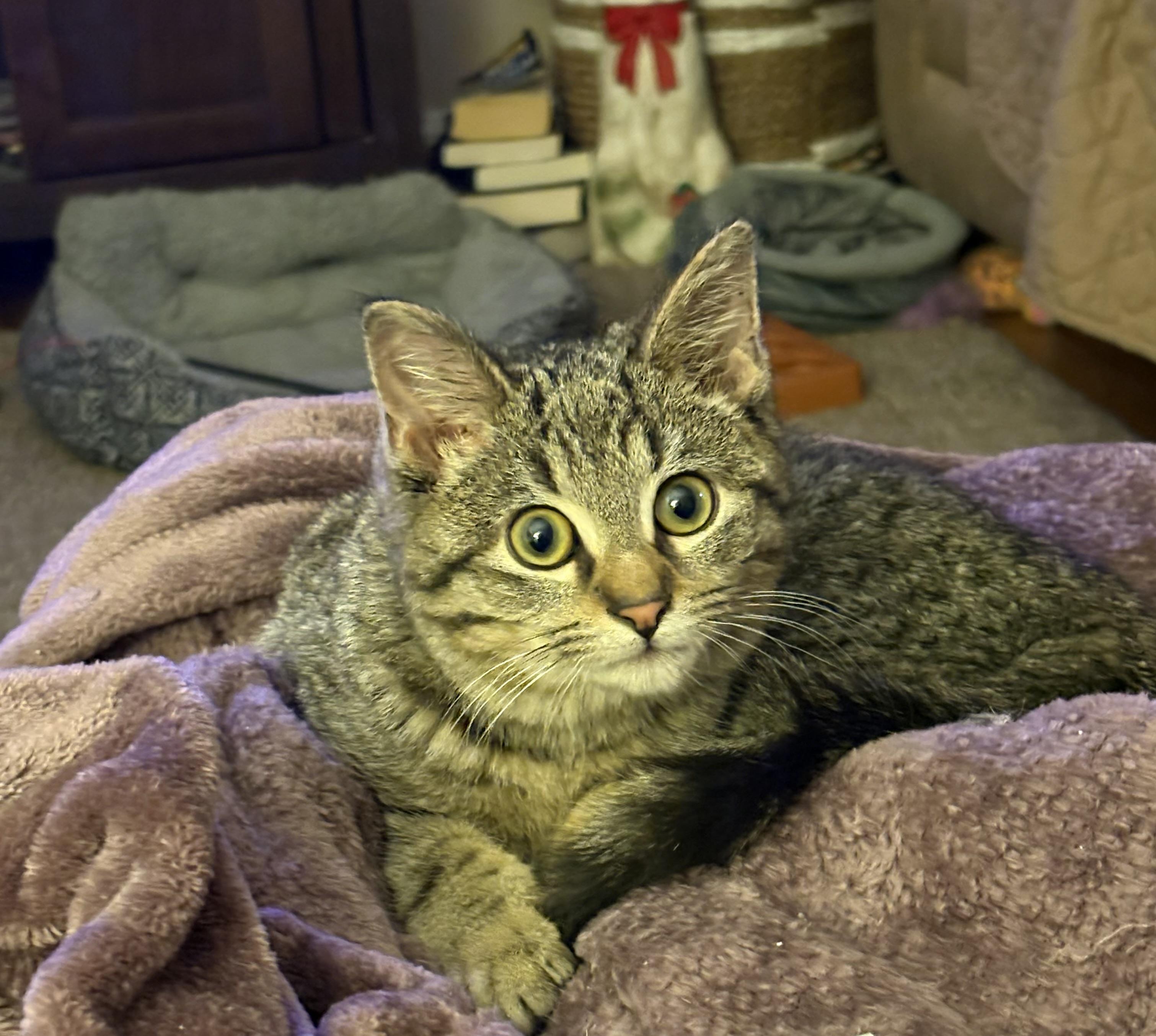 Enlarge Jolly, a ADOPTABLE mixed breed in Cleveland, OH image 2/6