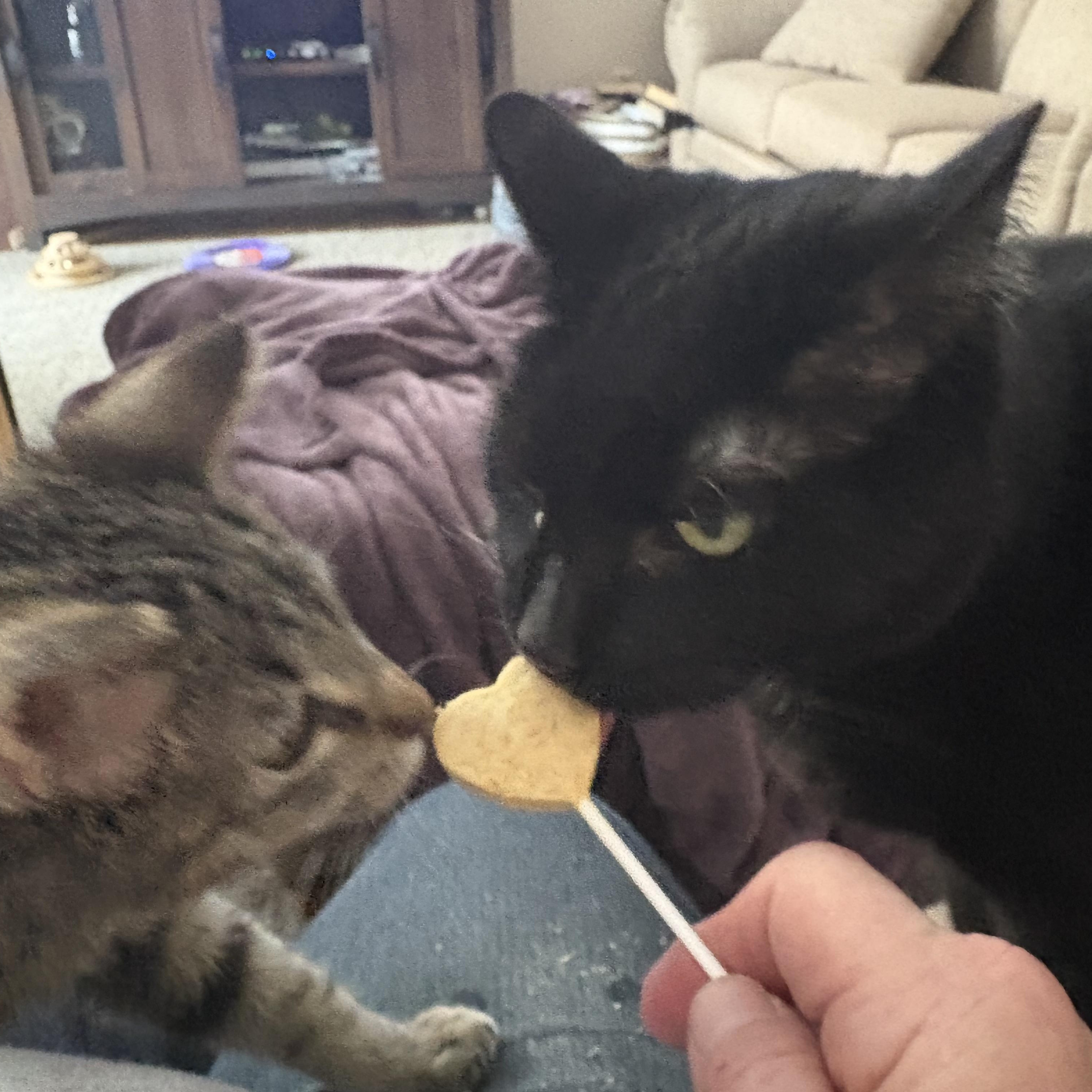 Enlarge Jolly, a ADOPTABLE mixed breed in Cleveland, OH image 4/6