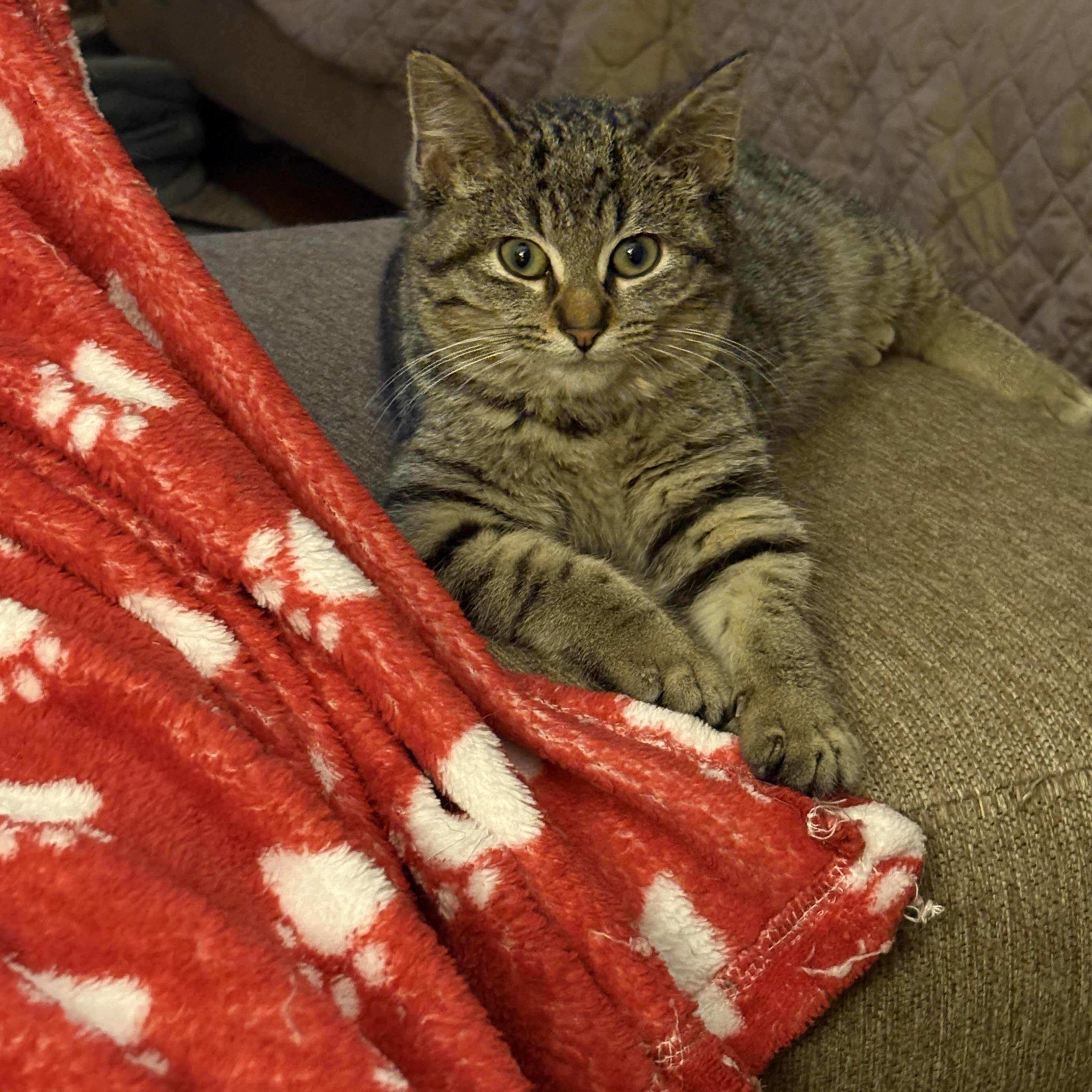 Enlarge Jolly, a ADOPTABLE mixed breed in Cleveland, OH image 1/6