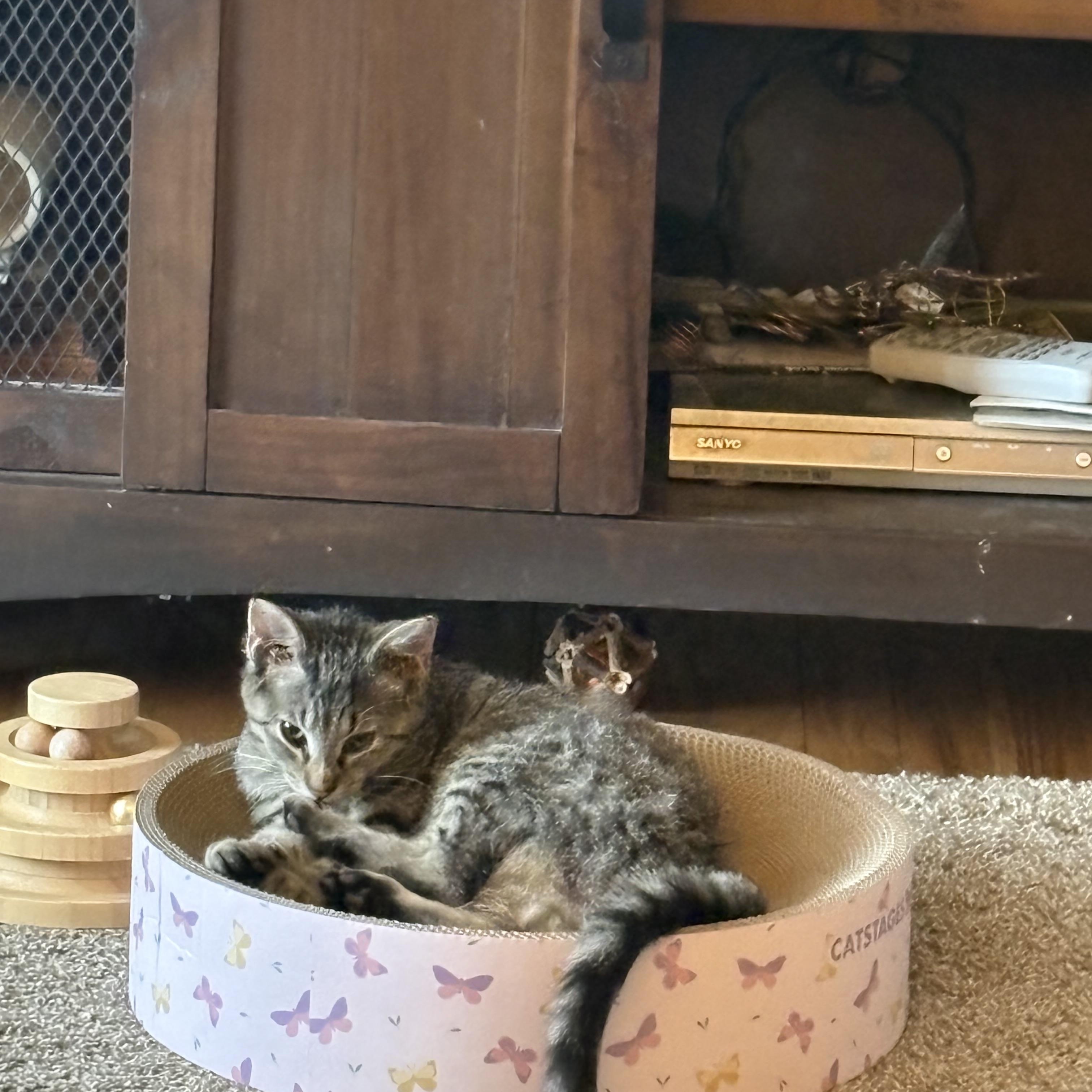 Enlarge Jolly, a ADOPTABLE mixed breed in Cleveland, OH image 5/6