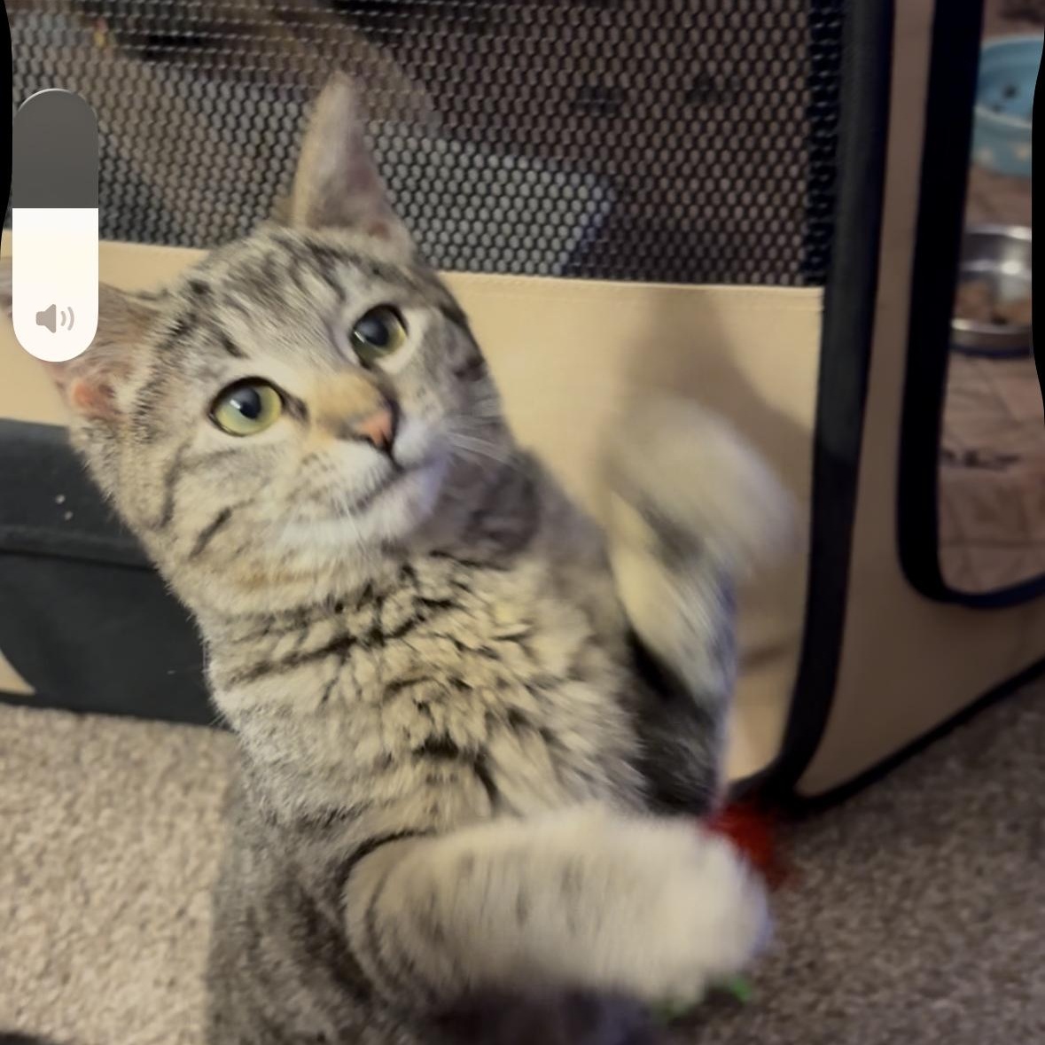 Enlarge Jolly, a ADOPTABLE mixed breed in Cleveland, OH image 3/6