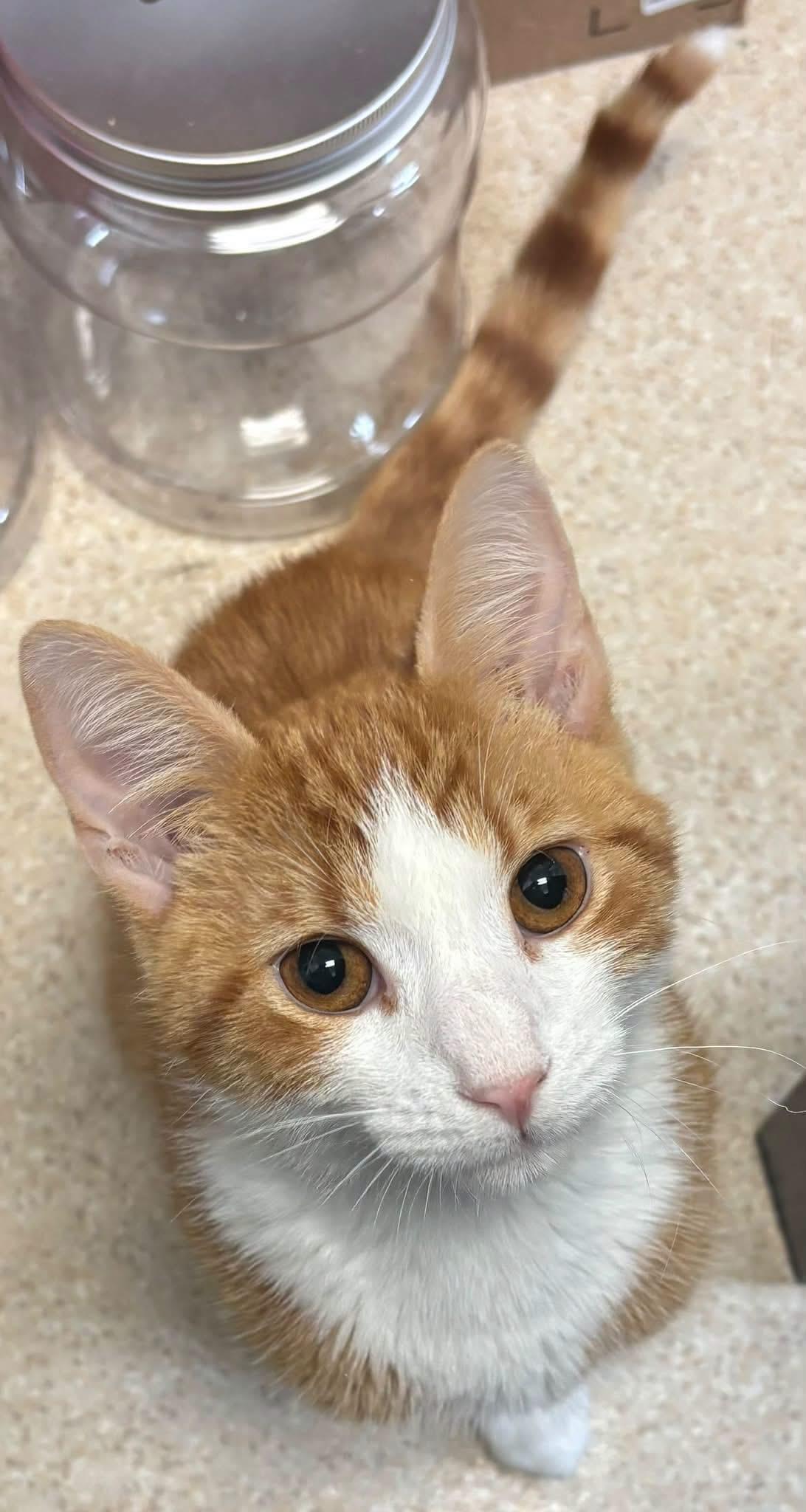 Larry L'Orange - Snuggly & Dog-Approved Orange Cutie photo