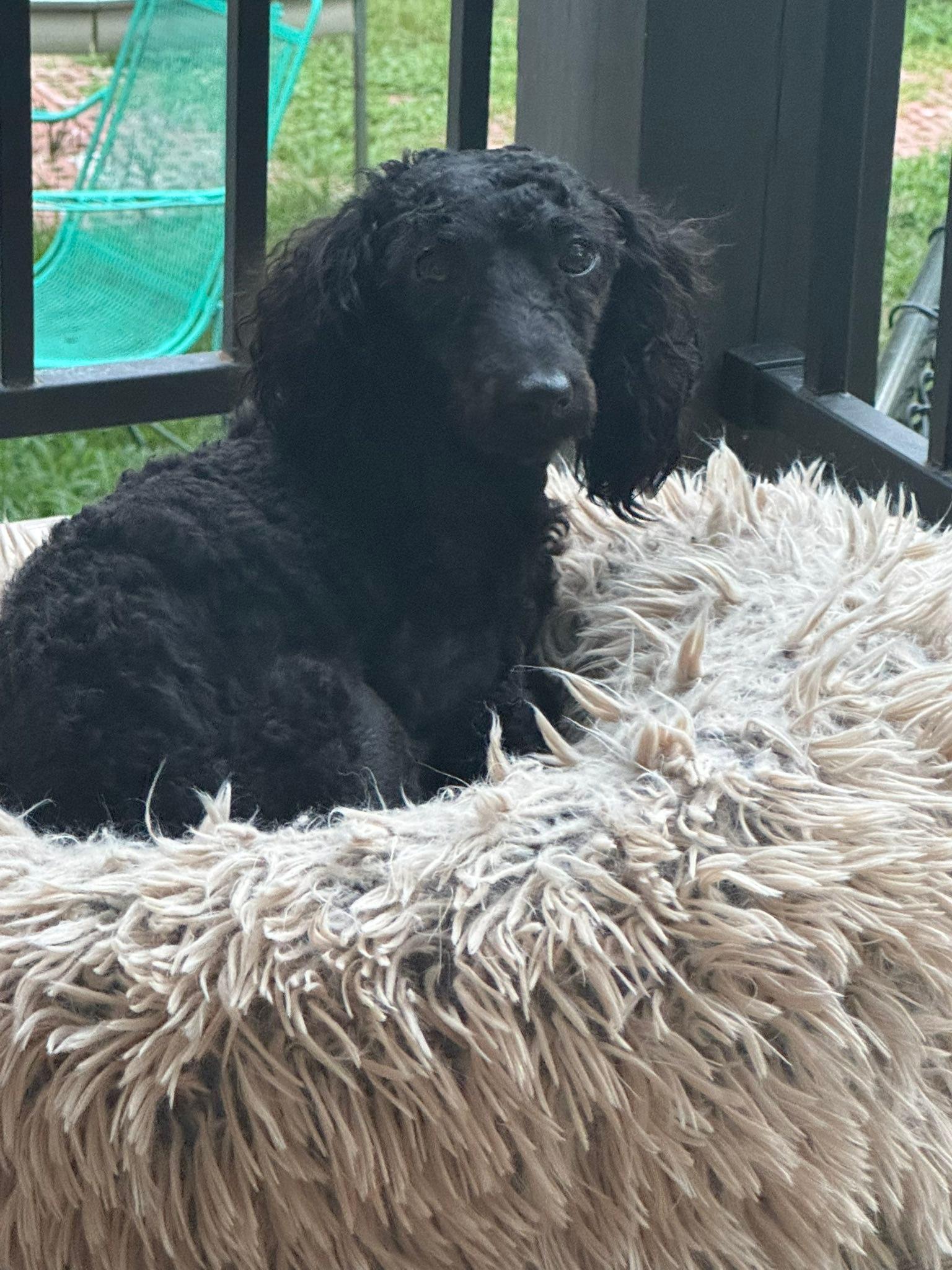 Kodak, Adoptable, Adult Male Poodle.
