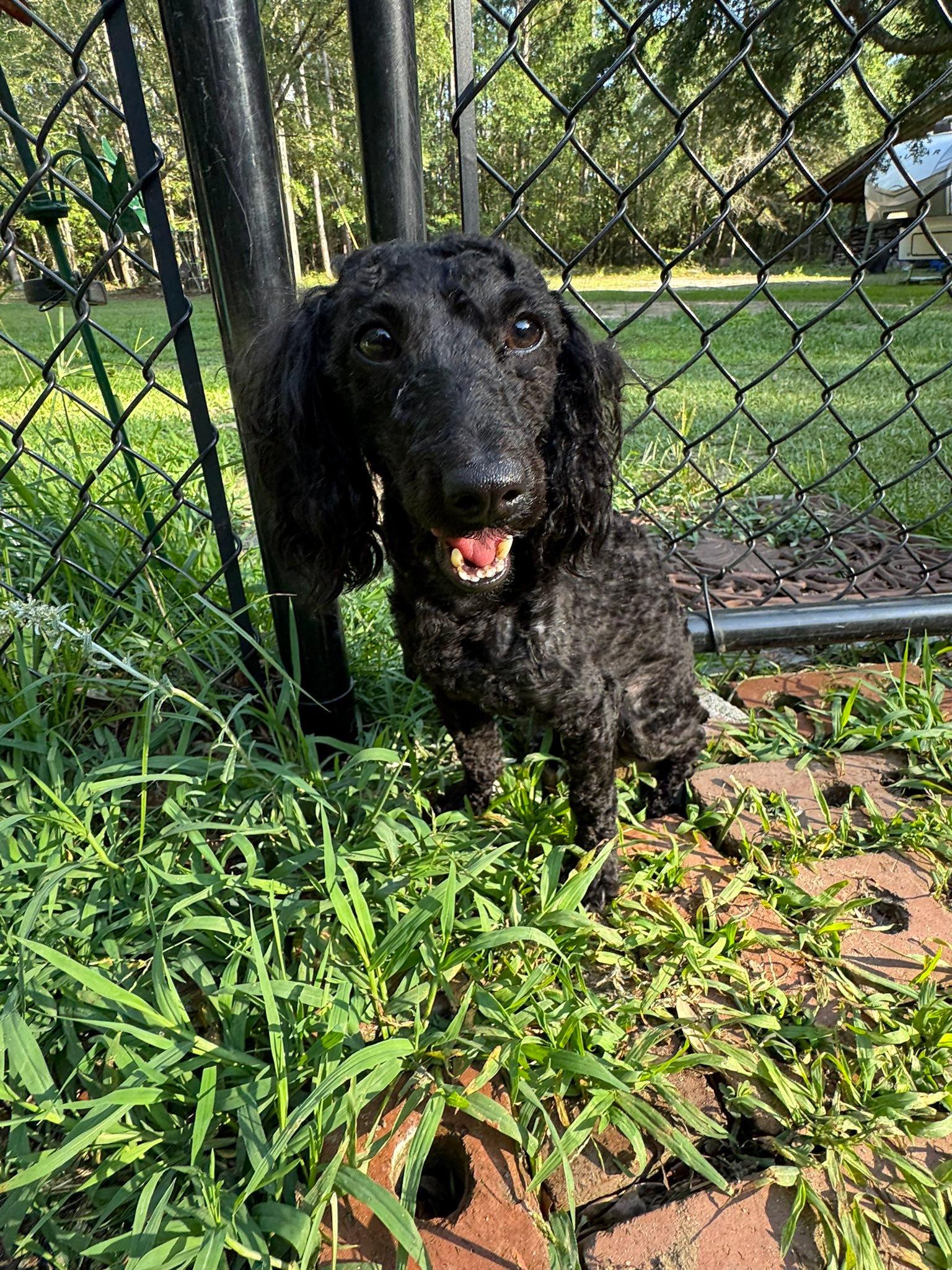 Enlarge Kodak, a Adoptable Poodle in Mount Pleasant, SC image 2/3
