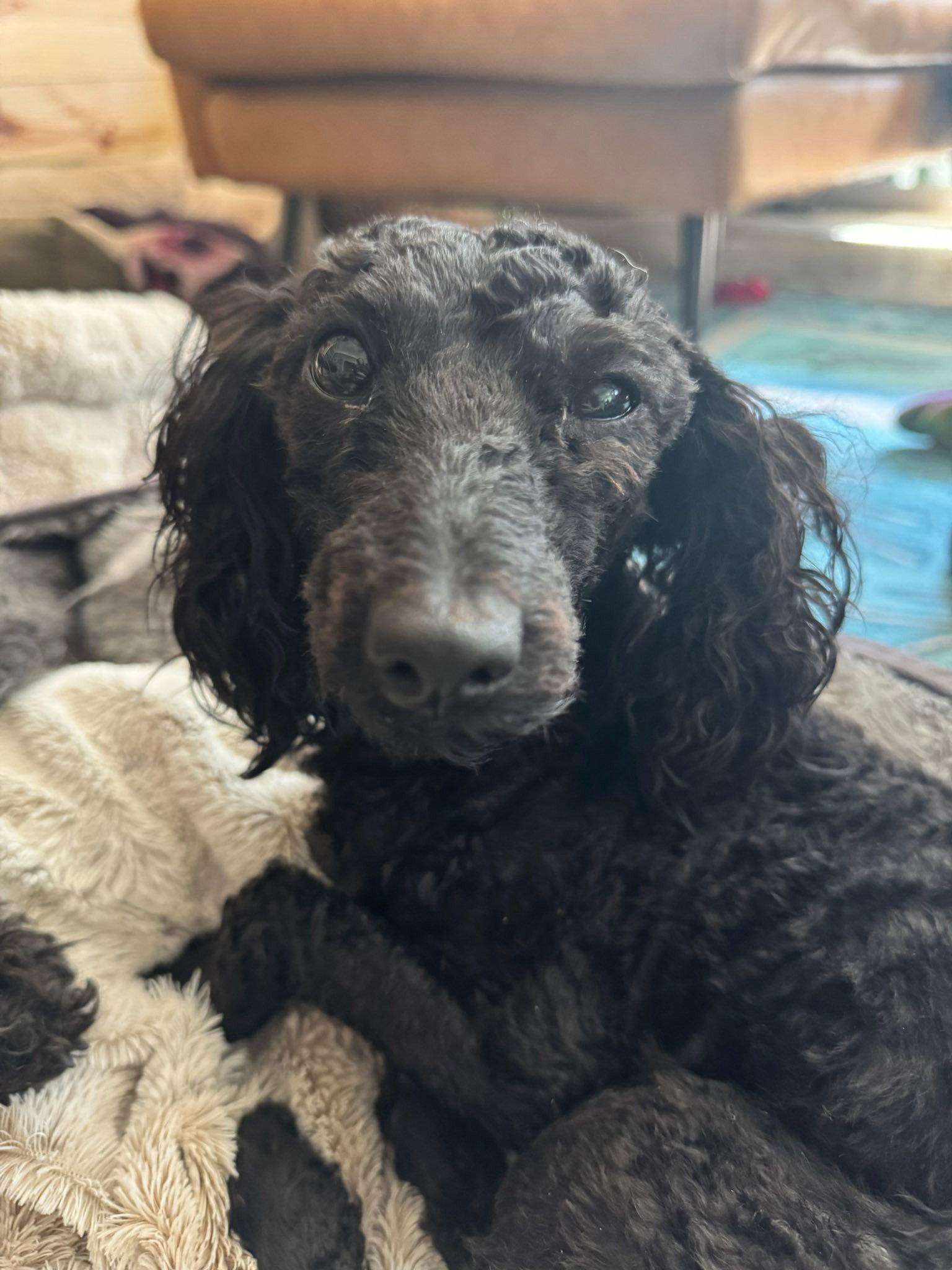 Enlarge Kodak, a Adoptable Poodle in Mount Pleasant, SC image 3/3