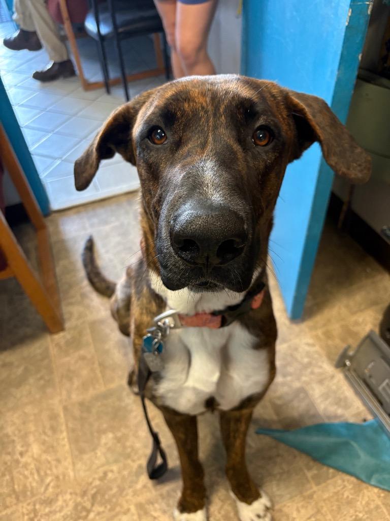 Kahlúa, Adoptable, Young Male German Shepherd Dog & American Bulldog.