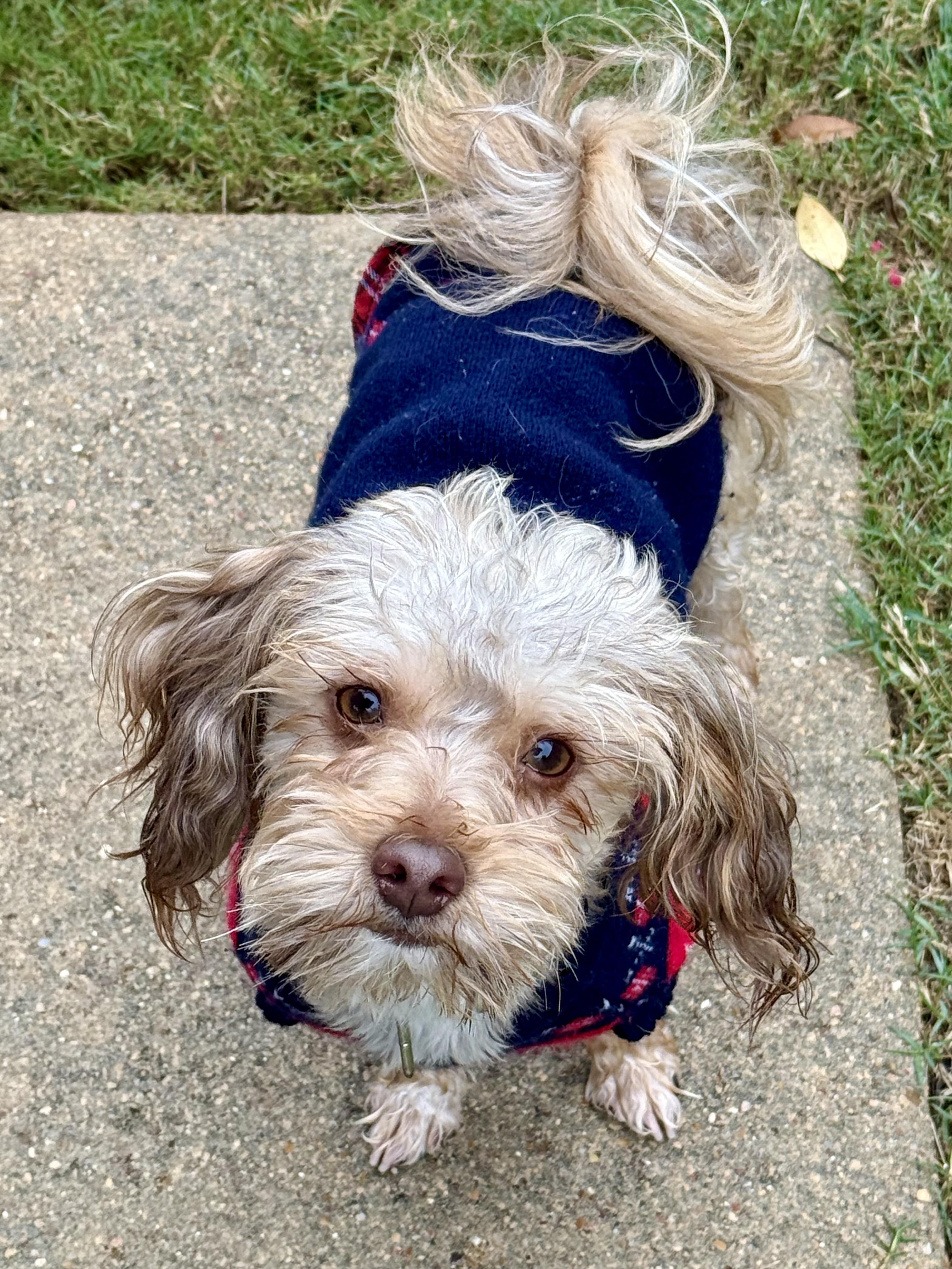 Ferguson & Mags , ADOPTABLE, Young Male Poodle.