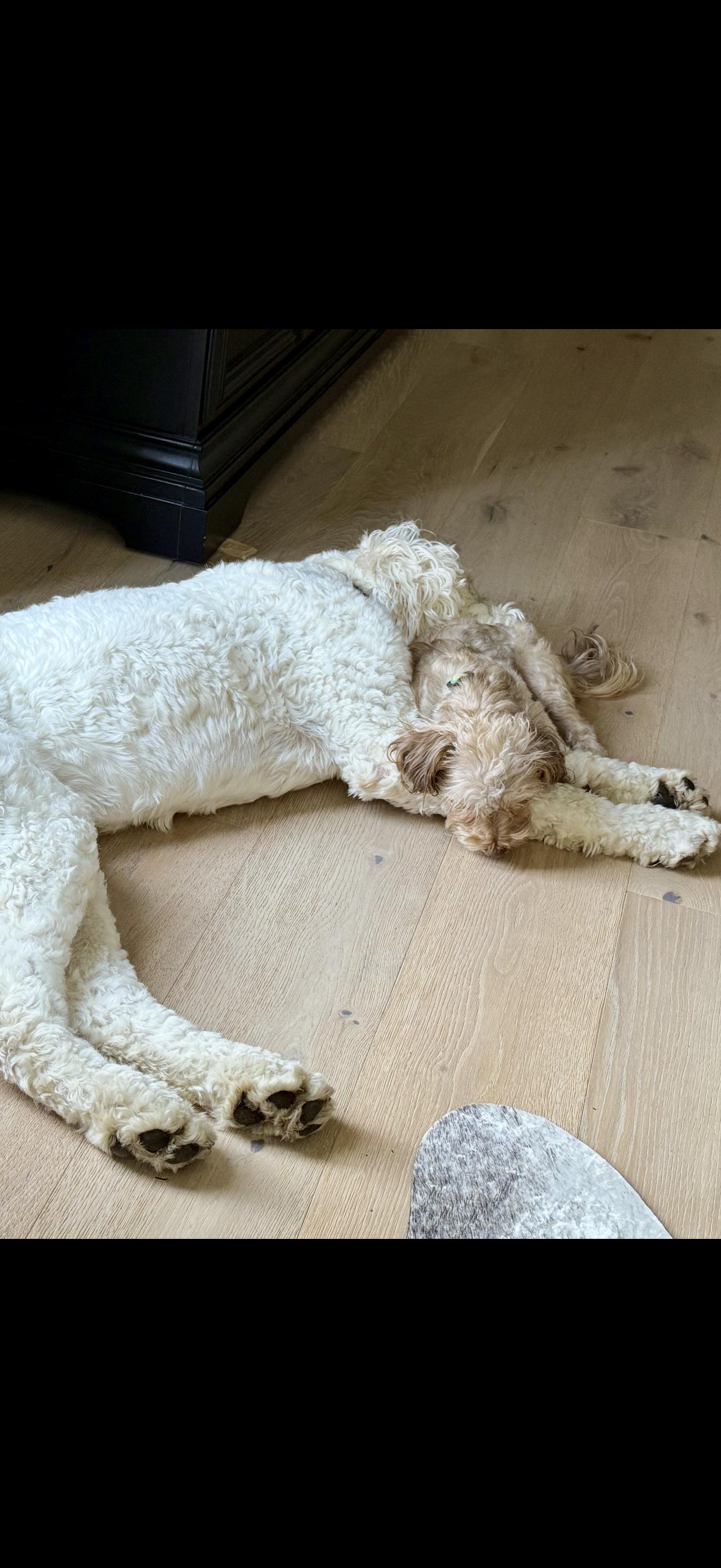 Enlarge Ferguson & Mags , a ADOPTABLE mixed breed in Celina, TX image 2/4