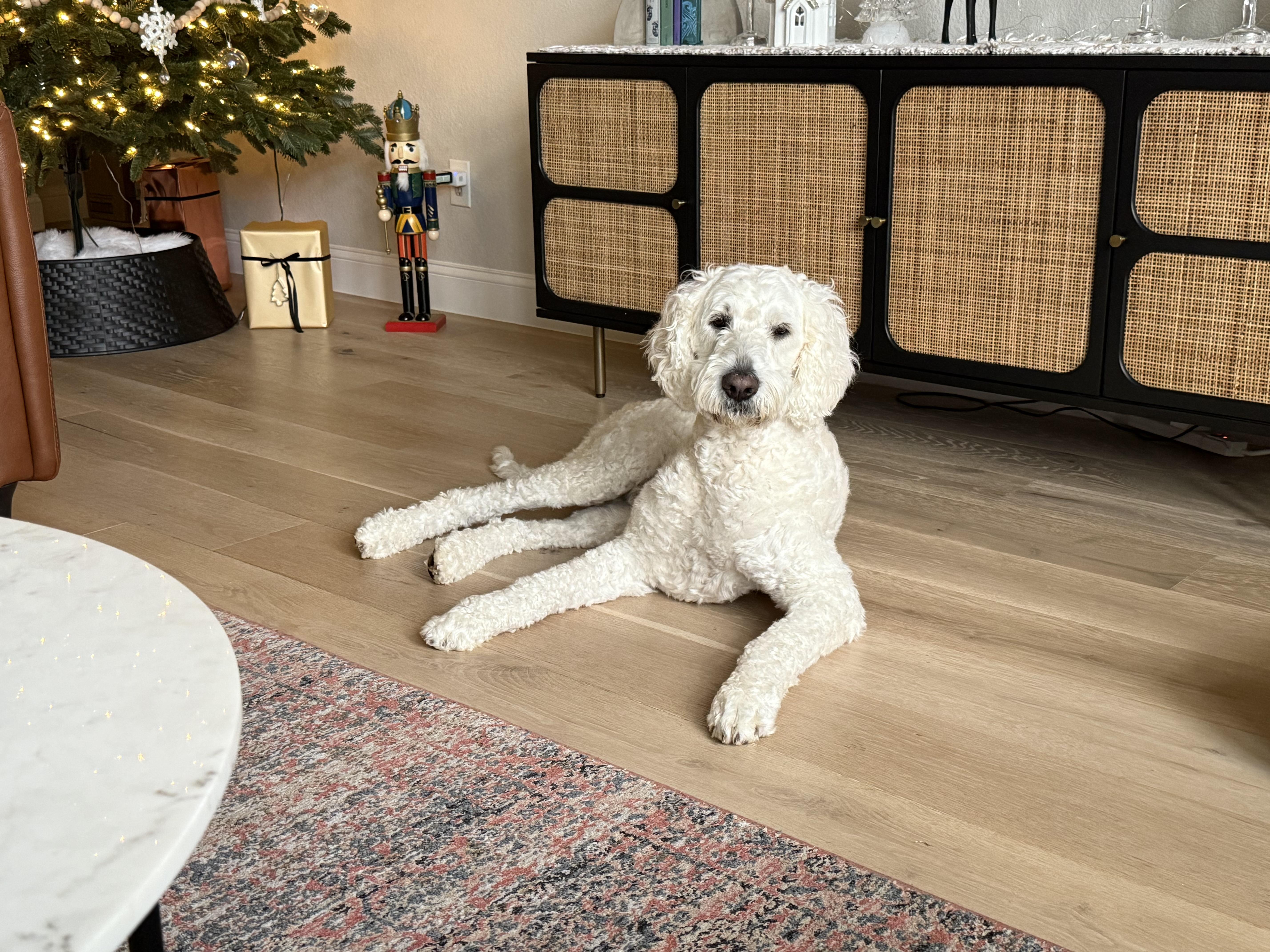 Enlarge Ferguson & Mags , a ADOPTABLE mixed breed in Celina, TX image 3/4