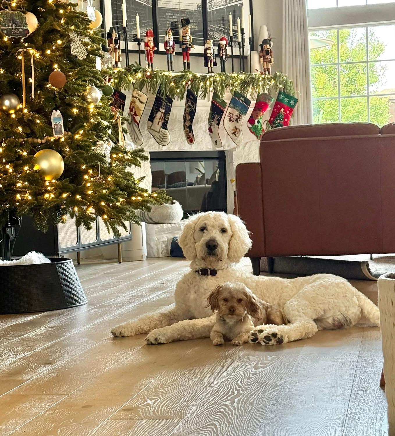 Enlarge Ferguson & Mags , a ADOPTABLE mixed breed in Celina, TX image 4/4
