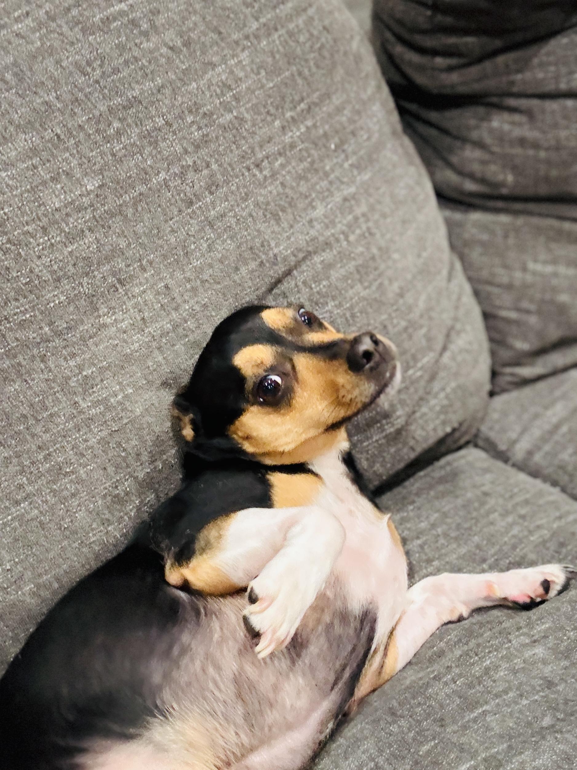 Enlarge Parker, an adopted mixed breed in Mansfield, TX image 2/3