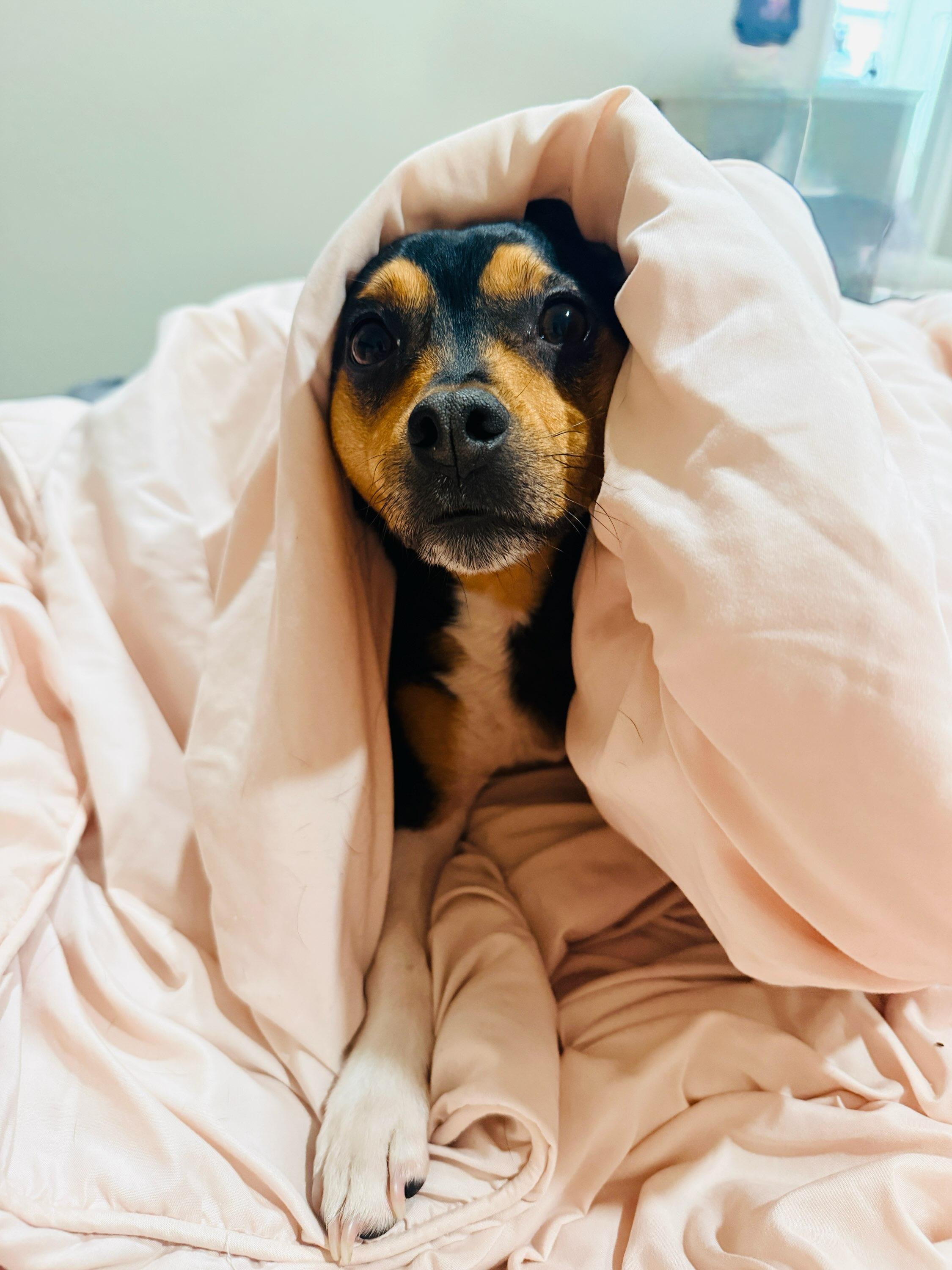 Enlarge Parker, an adopted mixed breed in Mansfield, TX image 1/3