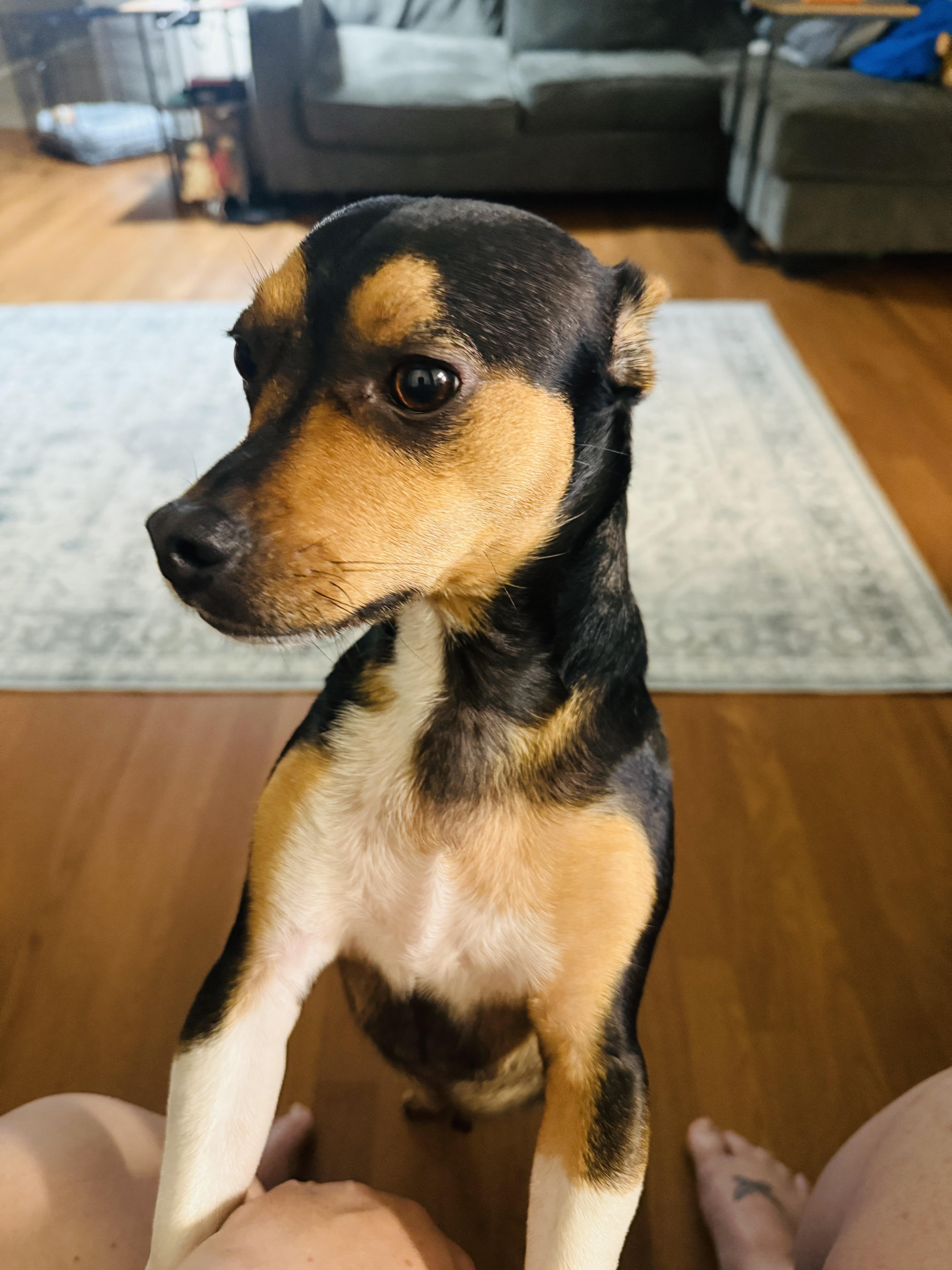 Enlarge Parker, an adopted mixed breed in Mansfield, TX image 3/3