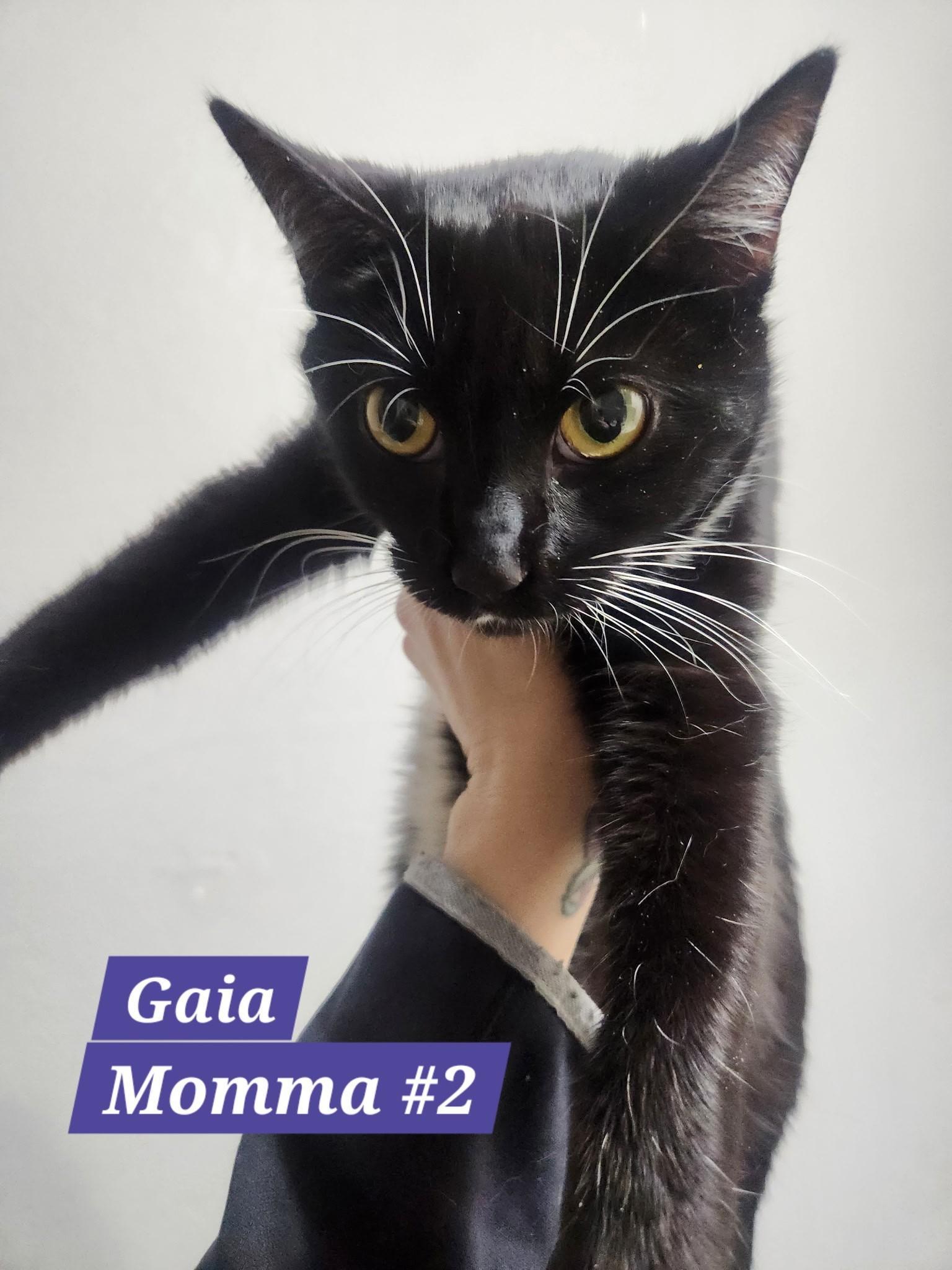 Gaia, Adoptable, Adult Female American Bobtail.