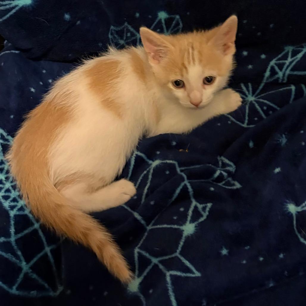 Fern, a Adoptable Domestic Short Hair in Wichita, KS image 1/3