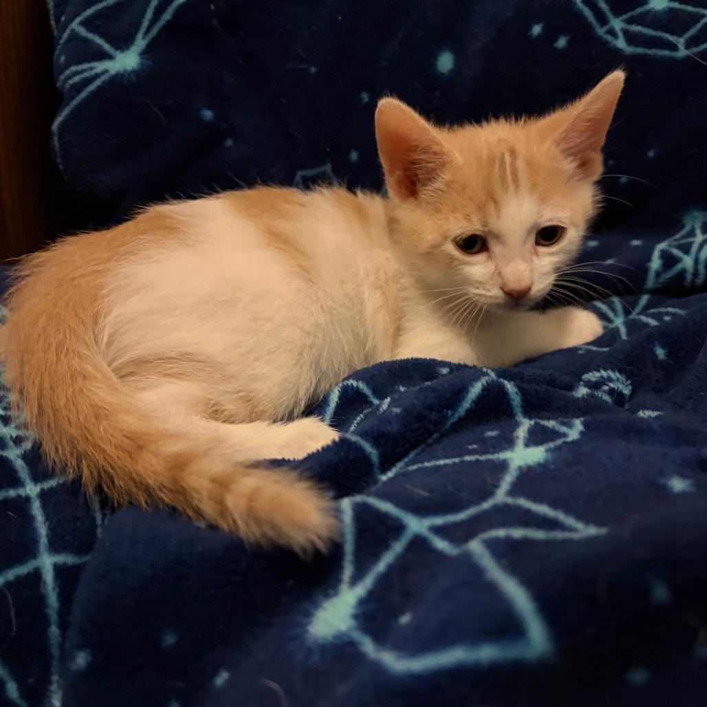 Fern, a Adoptable Domestic Short Hair in Wichita, KS image 2/3