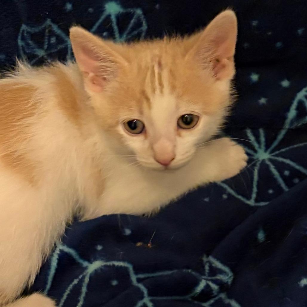 Fern, a Adoptable Domestic Short Hair in Wichita, KS image 3/3