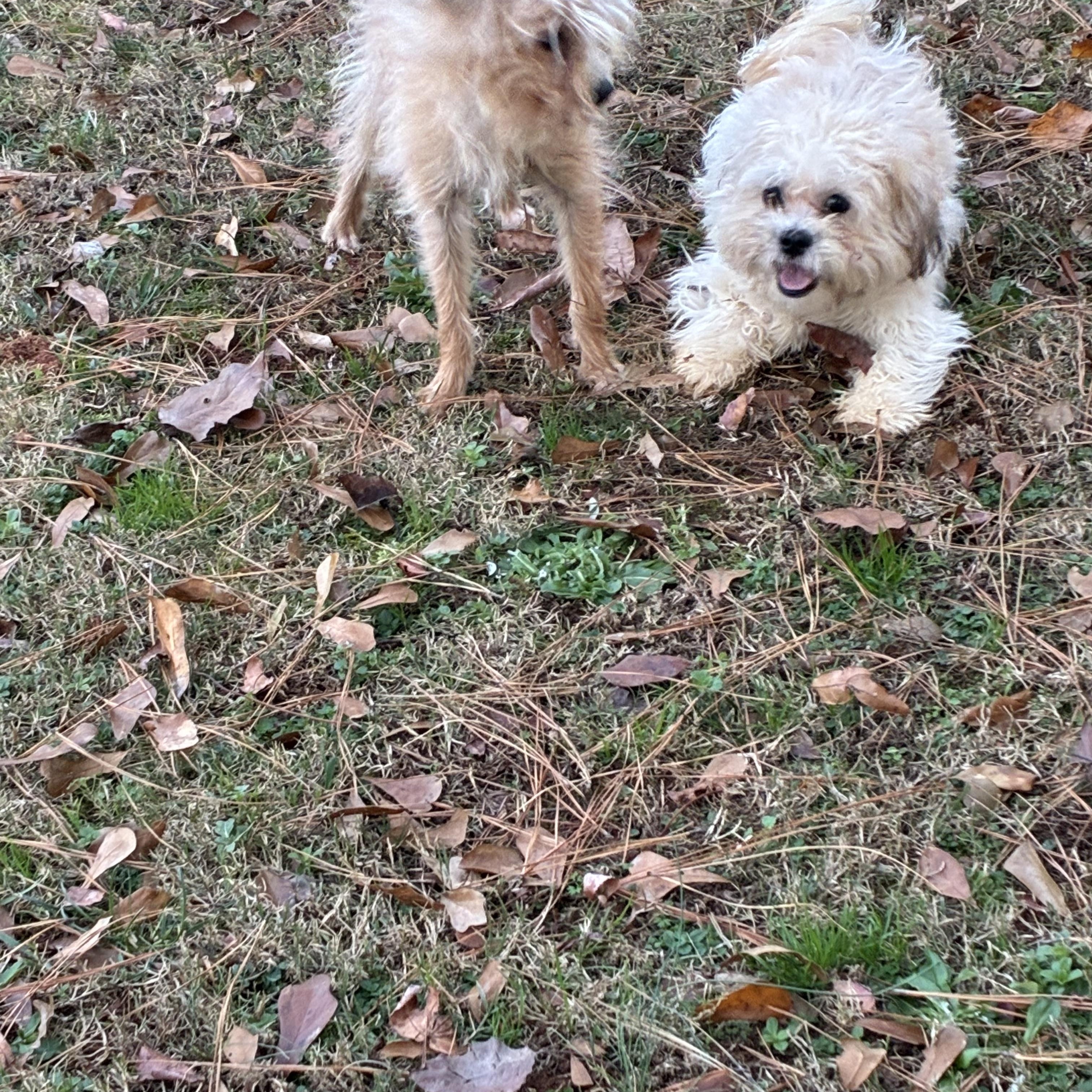 Lily, adopted, Young Female Shih Tzu & Bichon Frise.