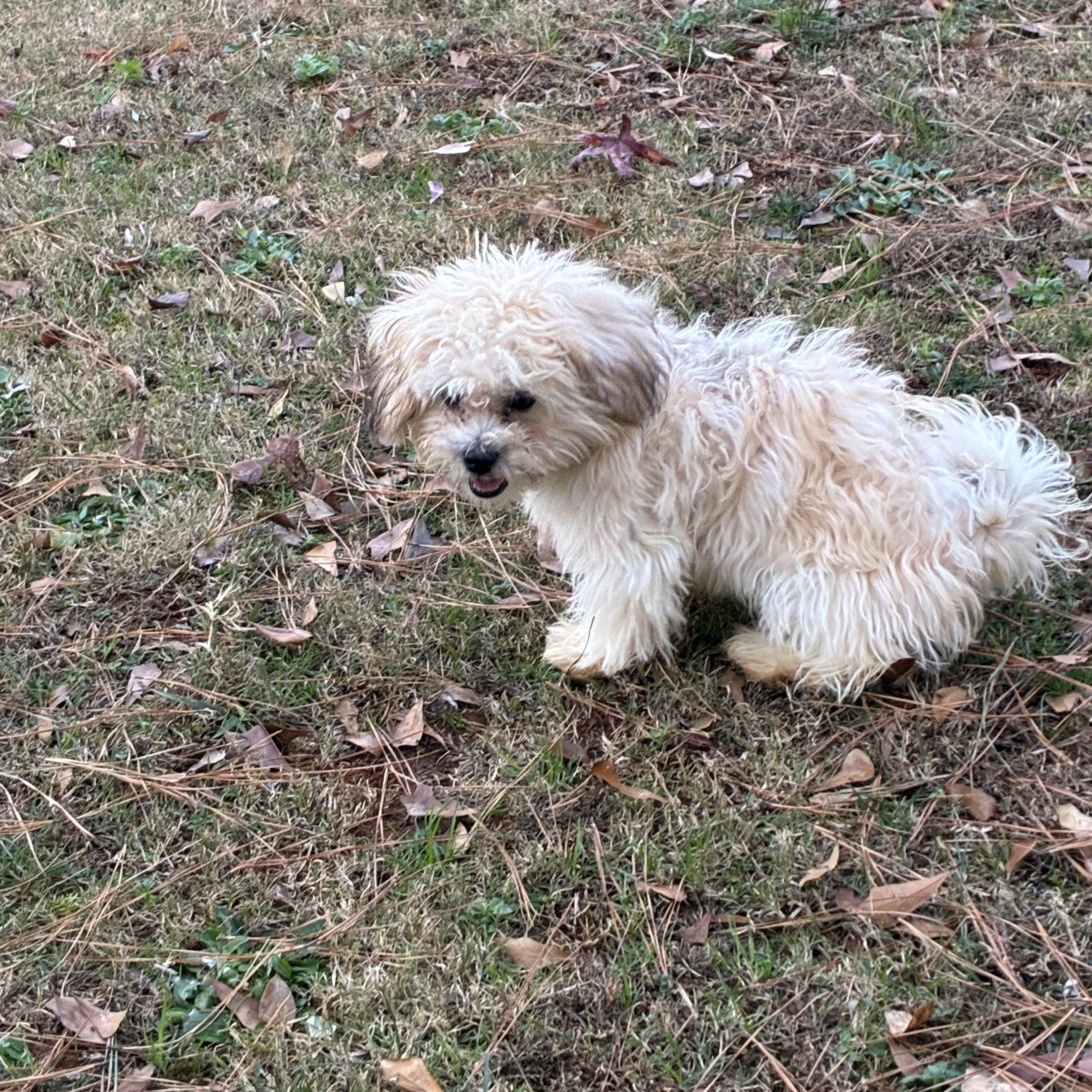 Enlarge Lily, an adopted mixed breed in Woodruff, SC image 2/4