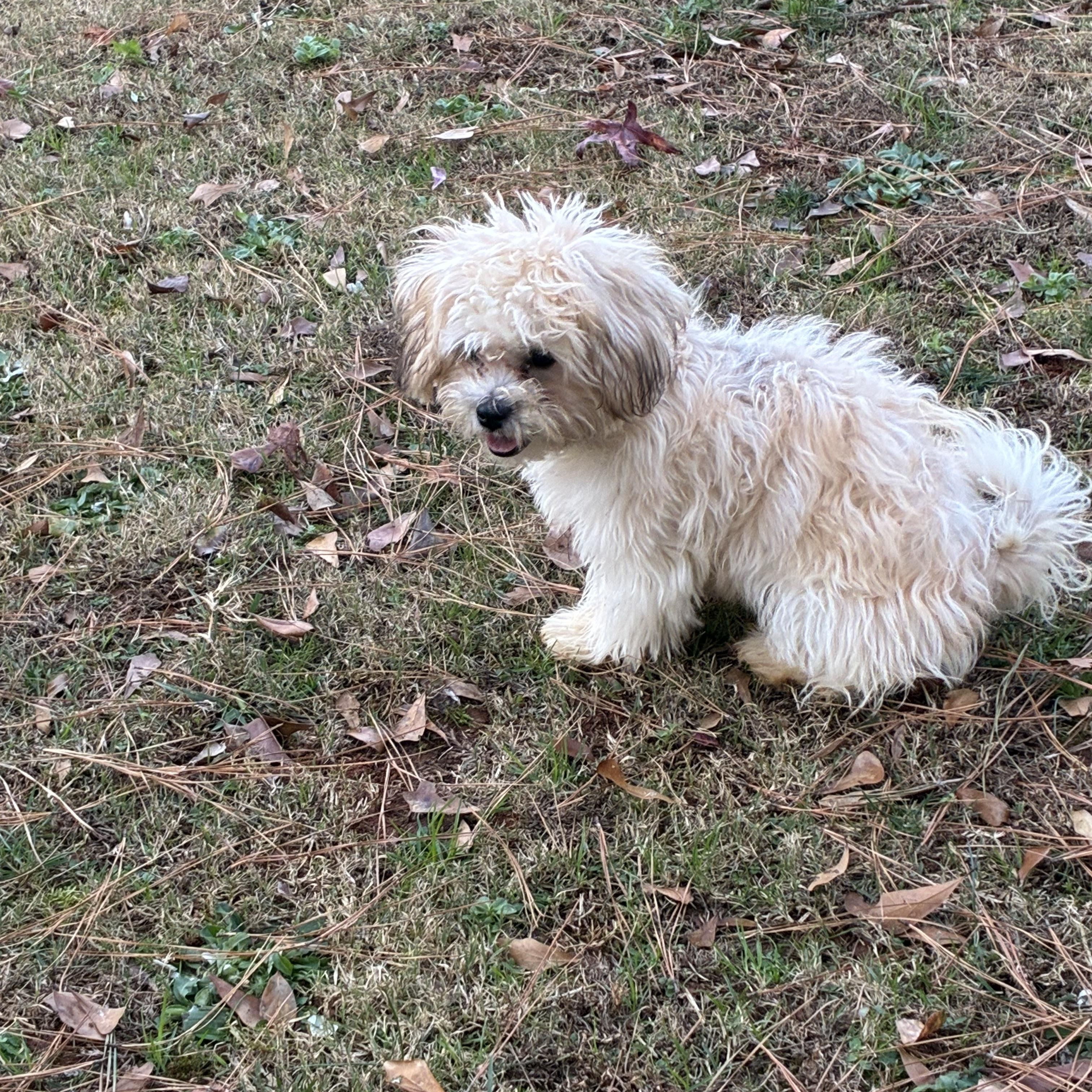 Enlarge Lily, an adopted mixed breed in Woodruff, SC image 3/4