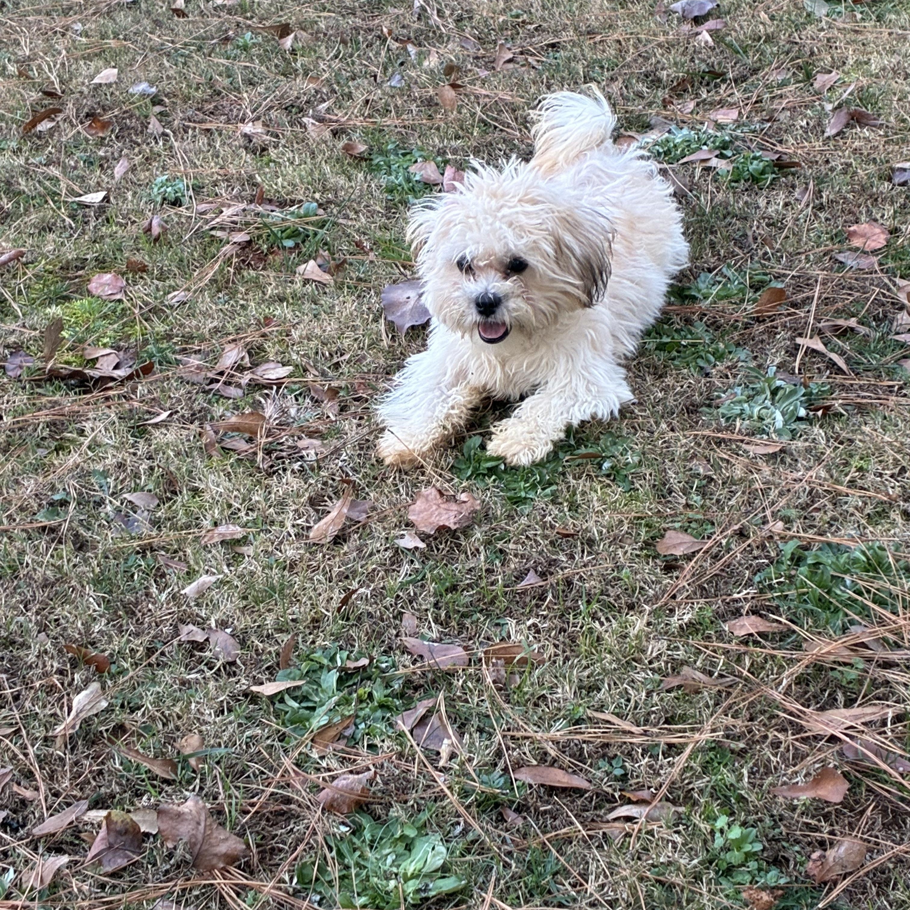 Enlarge Lily, an adopted mixed breed in Woodruff, SC image 4/4