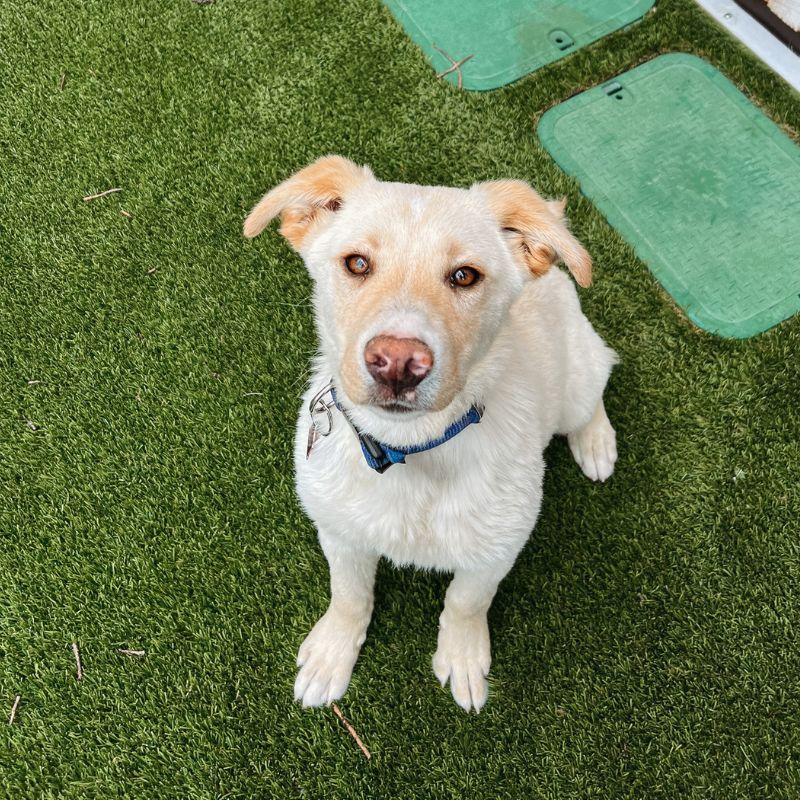 Brad, ADOPTABLE, Young Male Mixed Breed.