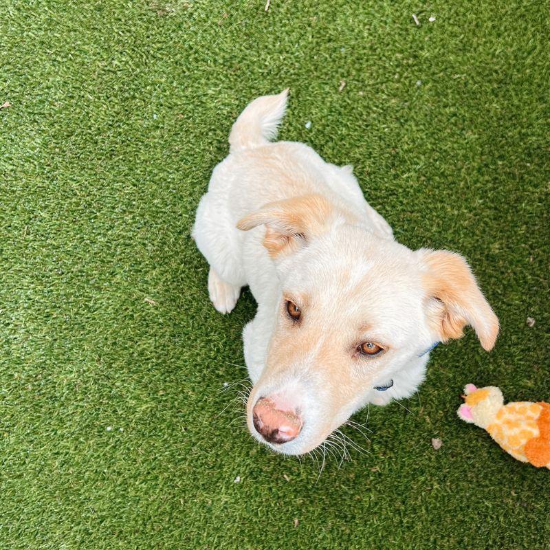 Brad, a ADOPTABLE mixed breed in Jackson, WY image 6/6