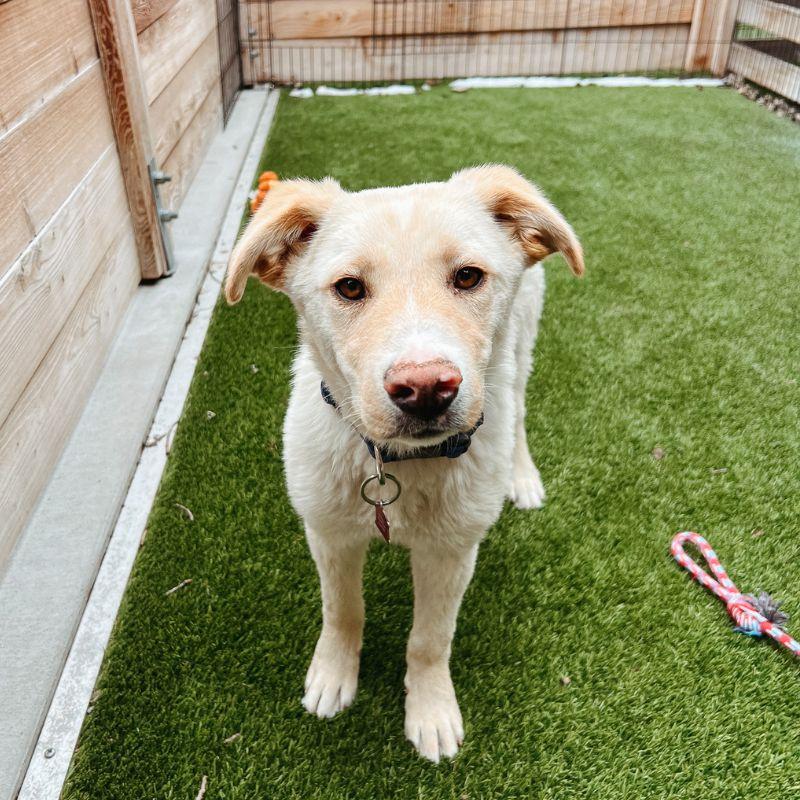 Brad, a ADOPTABLE mixed breed in Jackson, WY image 4/6